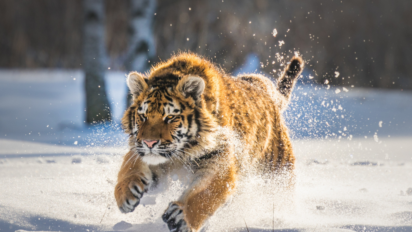 Tiger Walking on Snow Covered Ground During Daytime. Wallpaper in 1366x768 Resolution
