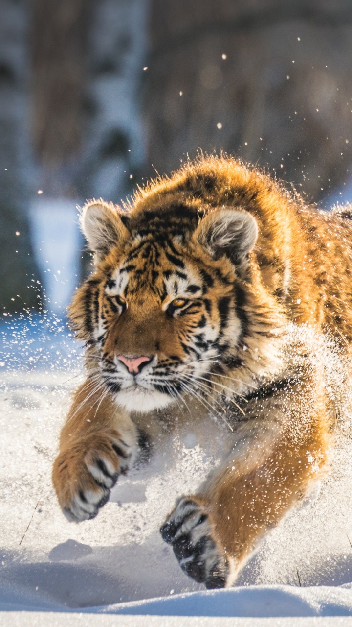 Tigre Marchant Sur un Sol Couvert de Neige Pendant la Journée. Wallpaper in 720x1280 Resolution