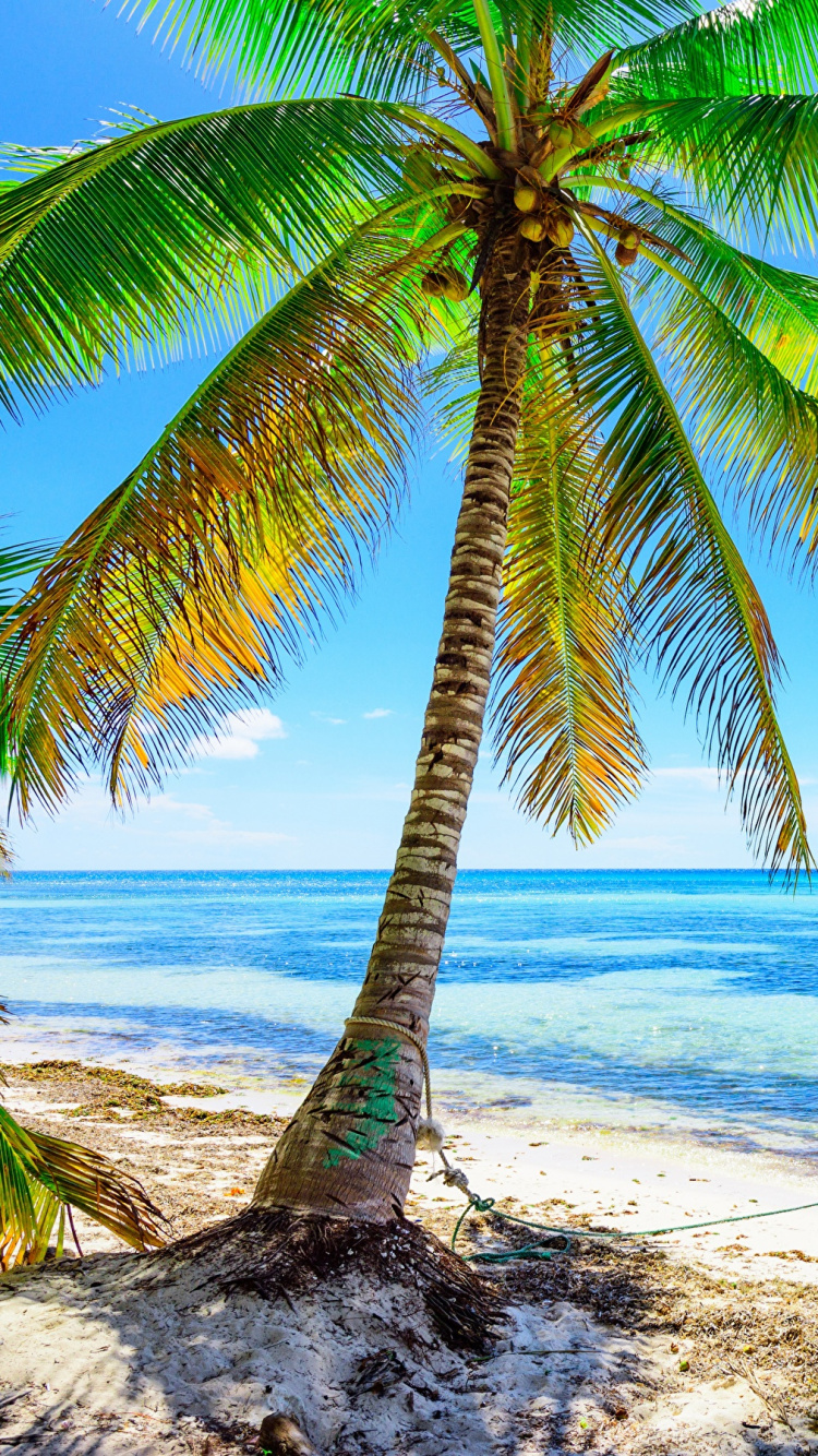 White and Blue Boat on Beach During Daytime. Wallpaper in 750x1334 Resolution