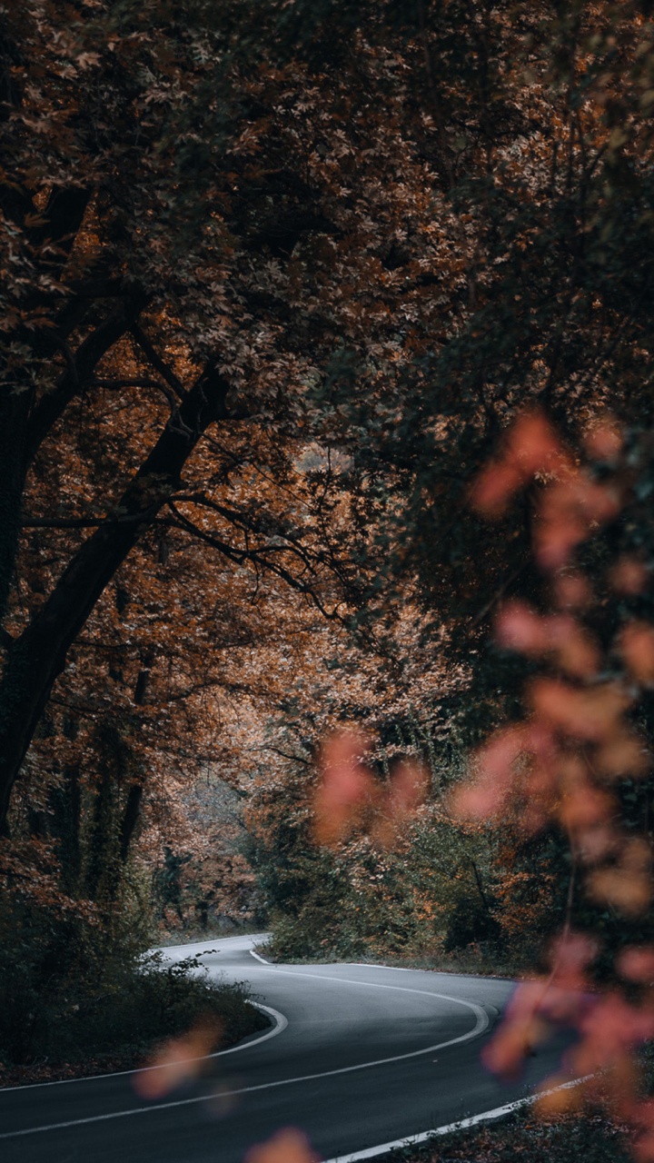 Natur, Atmosphäre, Branch, Zweig, Naturlandschaft. Wallpaper in 720x1280 Resolution
