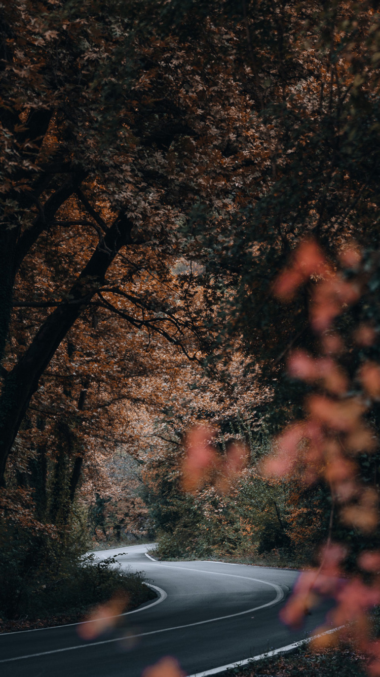 Natur, Atmosphäre, Branch, Zweig, Naturlandschaft. Wallpaper in 750x1334 Resolution