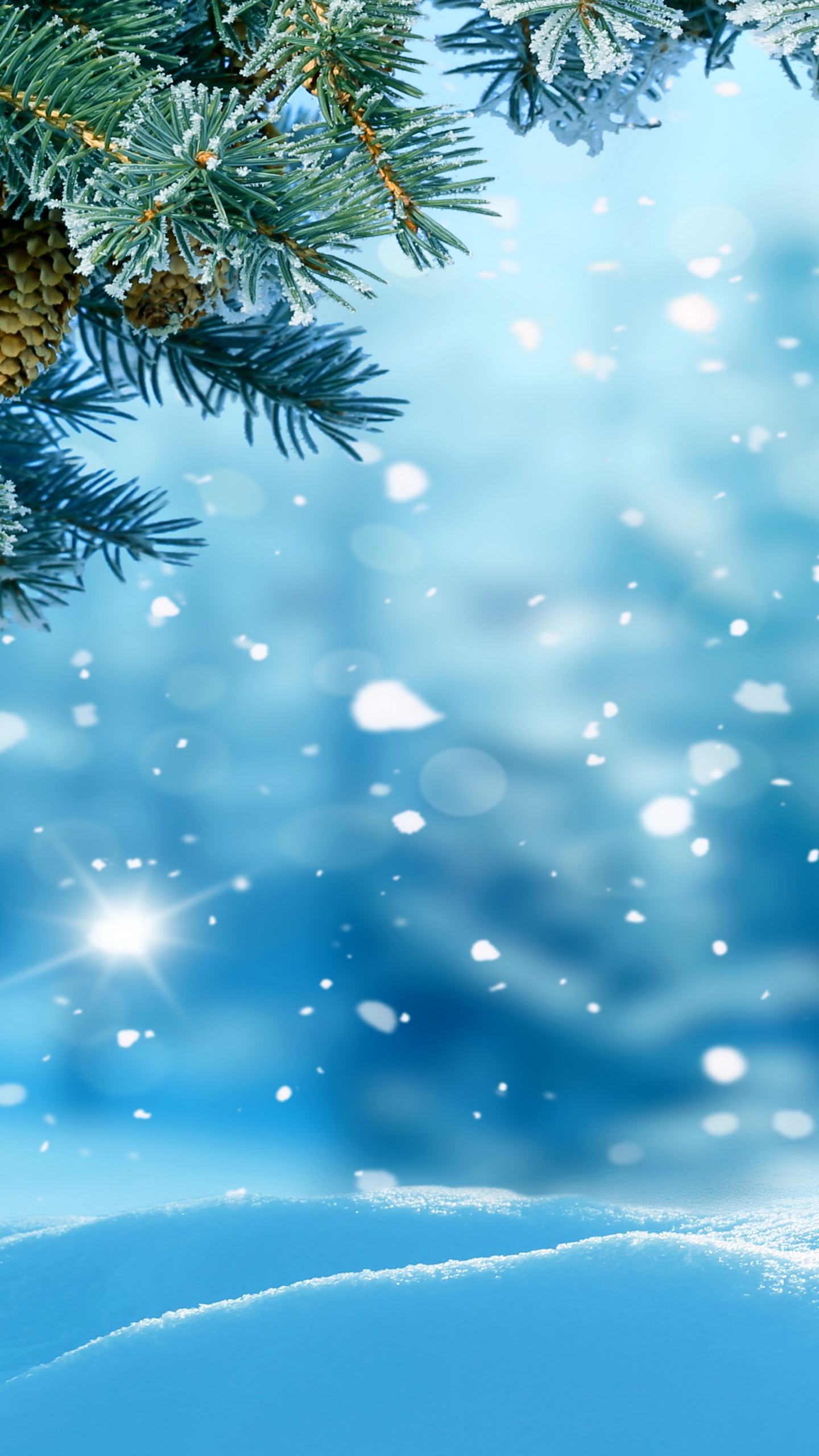 Grüne Kiefer Mit Schnee Bedeckt. Wallpaper in 1440x2560 Resolution