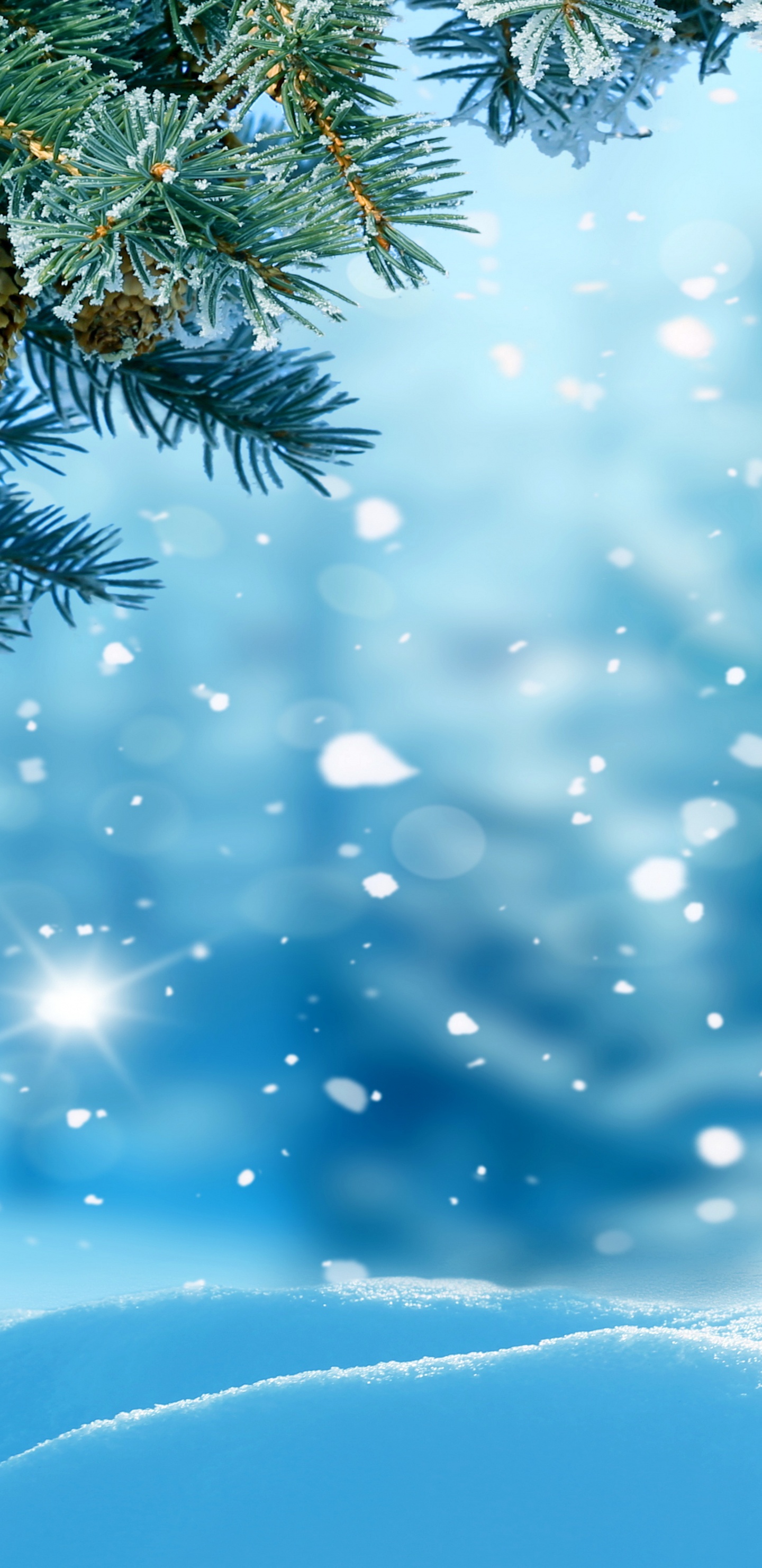 Green Pine Tree Covered With Snow. Wallpaper in 1440x2960 Resolution