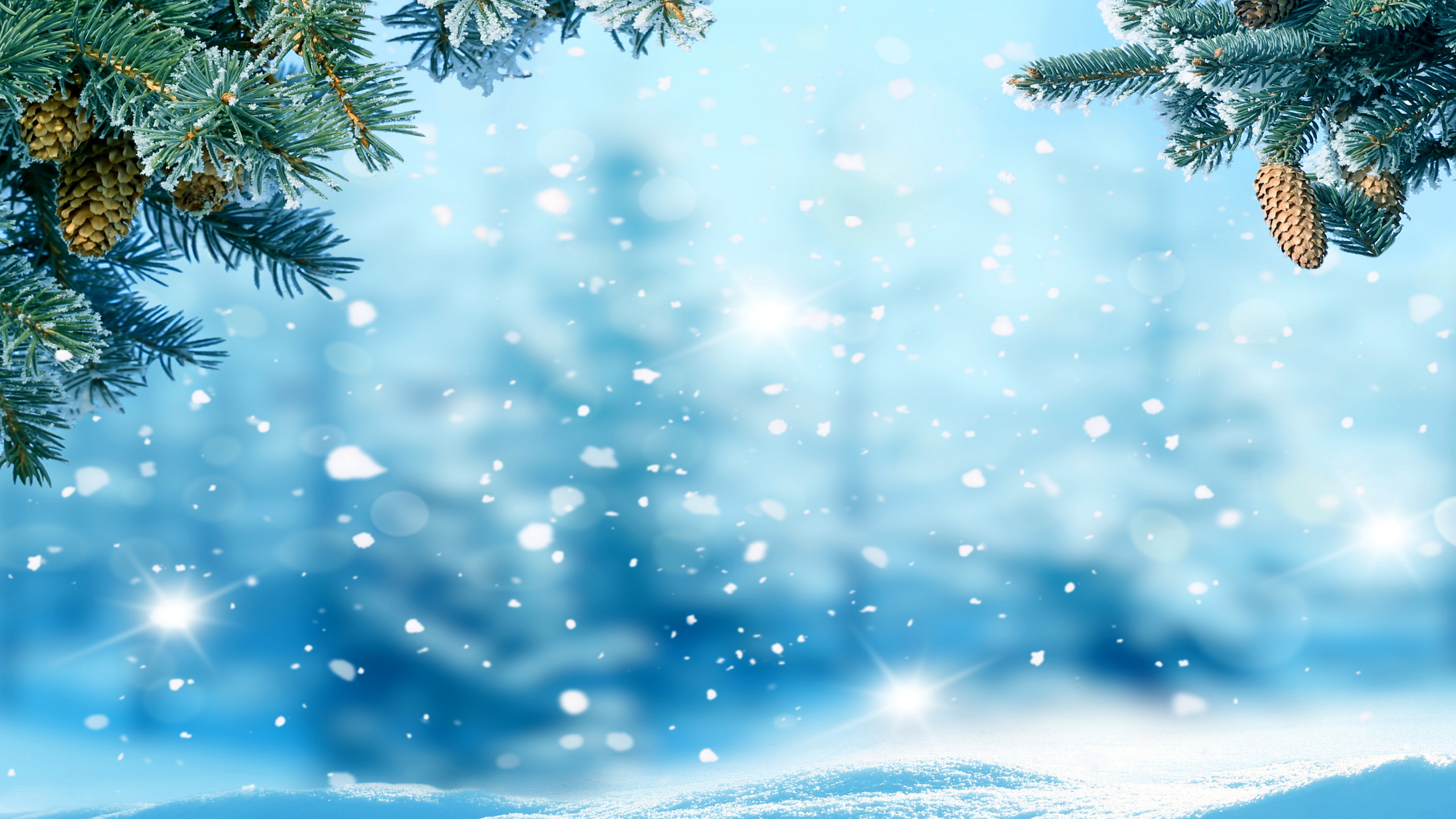 Green Pine Tree Covered With Snow. Wallpaper in 2560x1440 Resolution