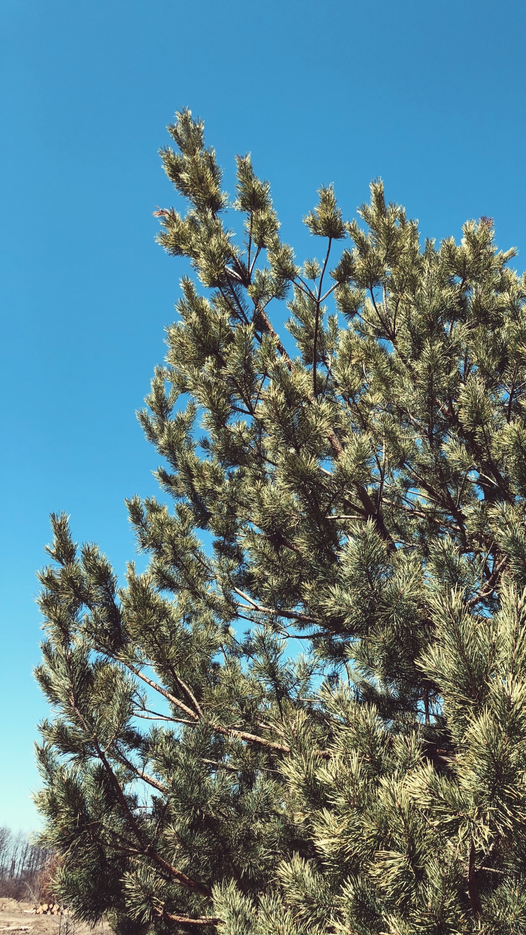 Vegetation, Heideflächen, Biome, Fichte, Branch. Wallpaper in 1080x1920 Resolution