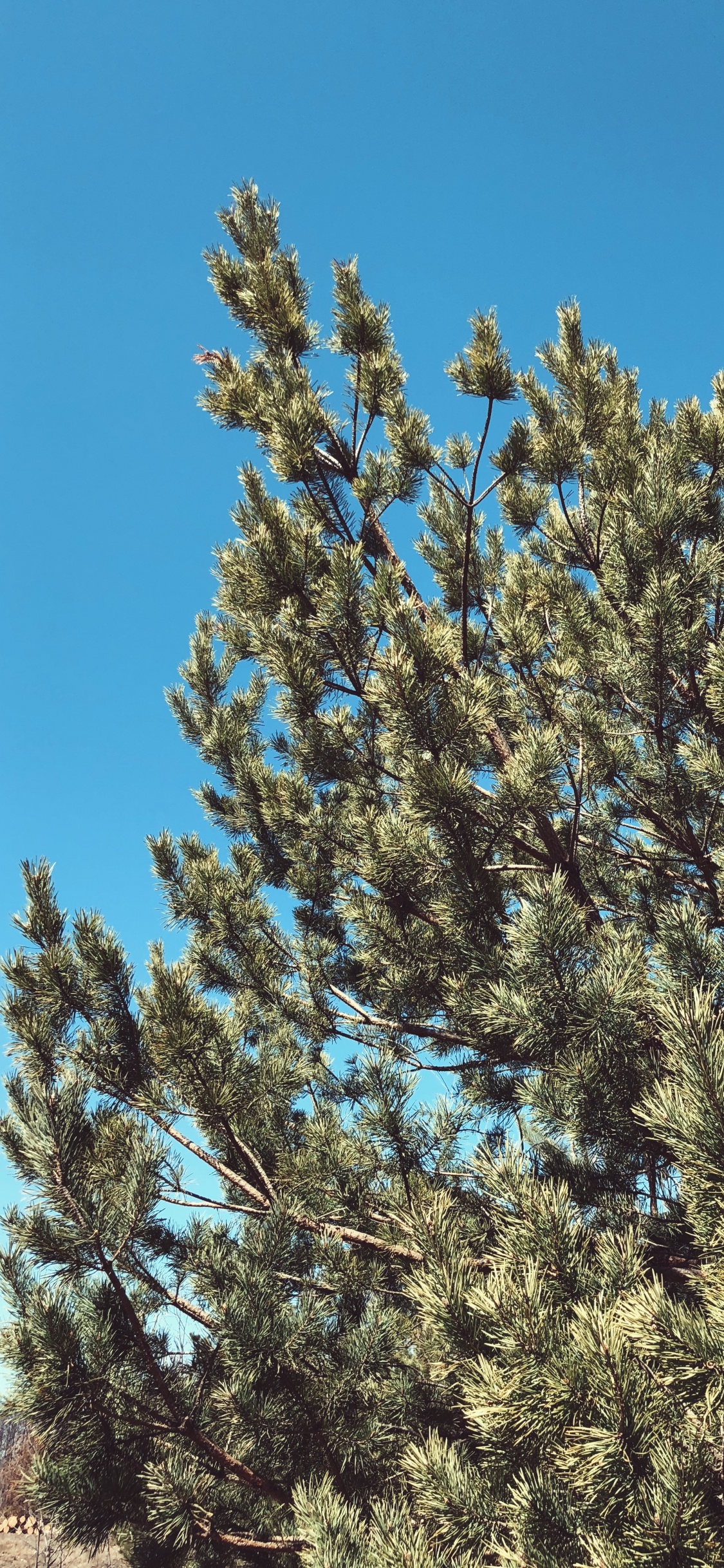 Végétation, Les Landes, Biome, Spruce, Plantes Ligneuses. Wallpaper in 1125x2436 Resolution