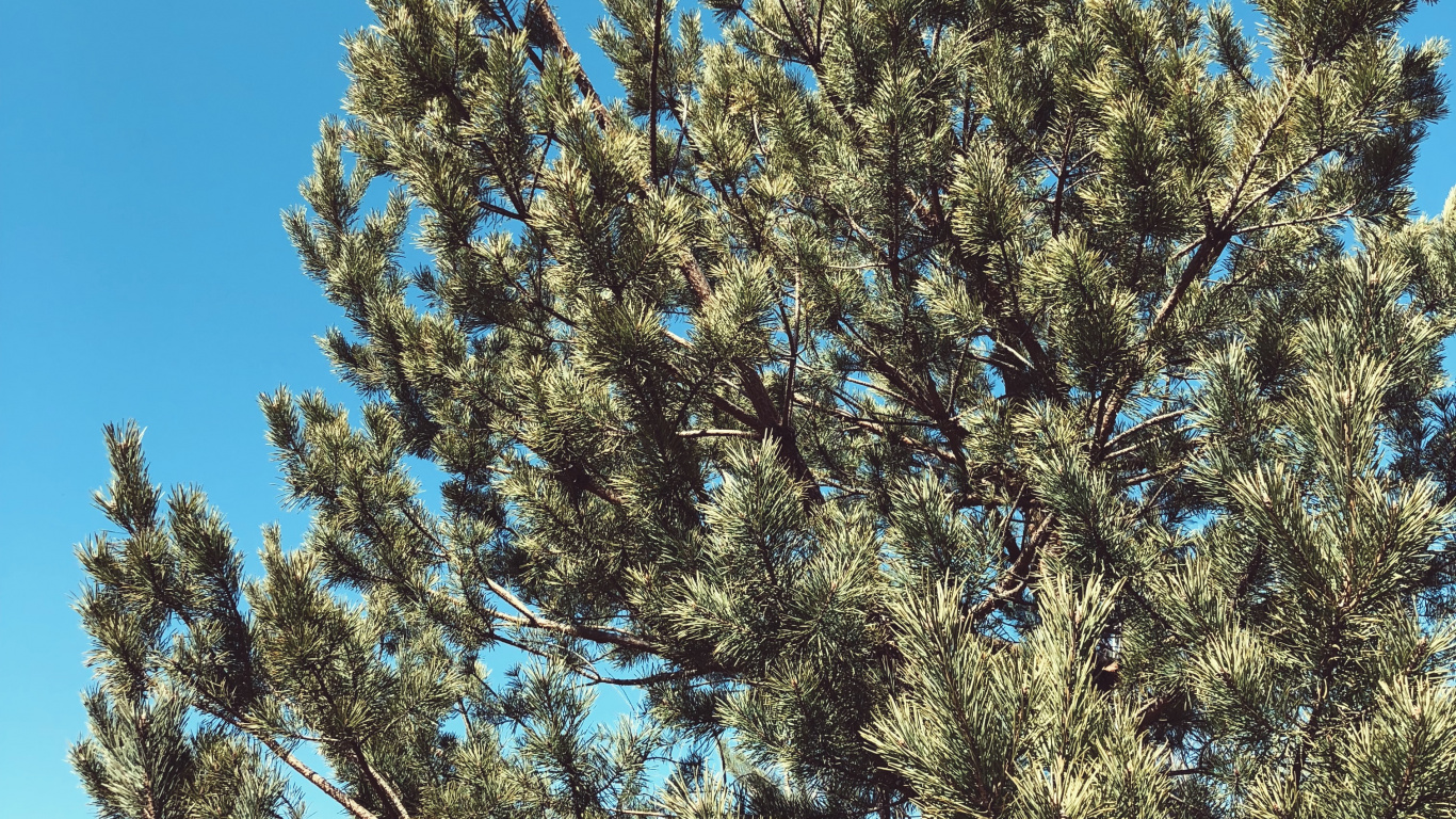 Vegetation, Shrubland, Biome, Spruce, Branch. Wallpaper in 1366x768 Resolution