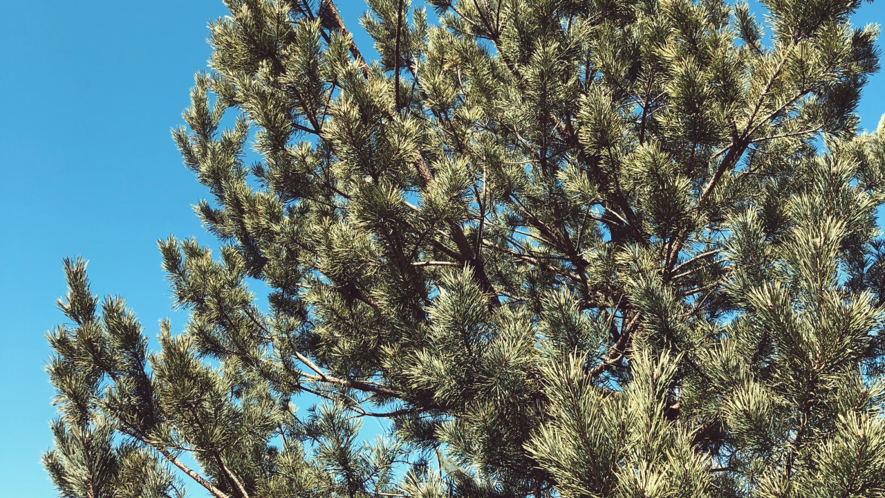 植被, 生物群落, 云杉, 木本植物, 树枝 壁纸 1280x720 允许