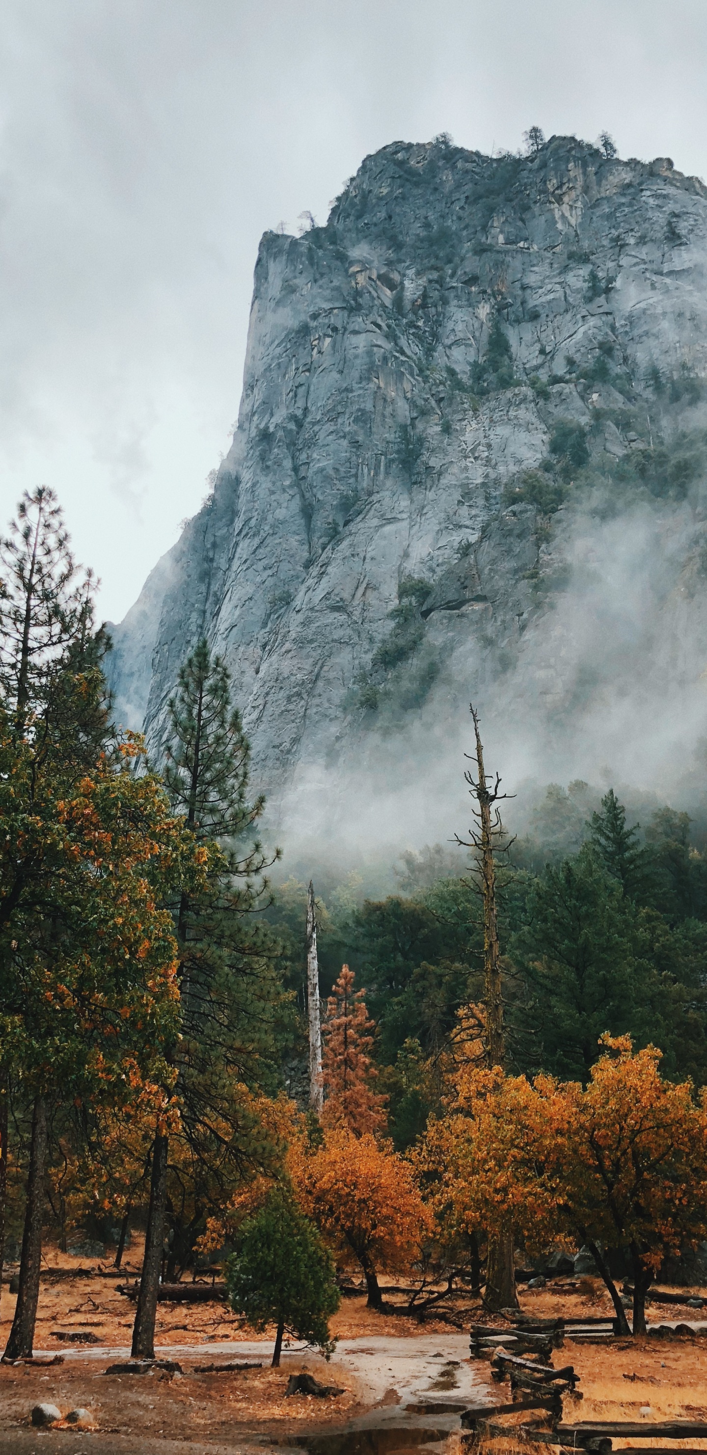 Natur, Nationalpark, Naturlandschaft, Baum, Bergigen Landschaftsformen. Wallpaper in 1440x2960 Resolution