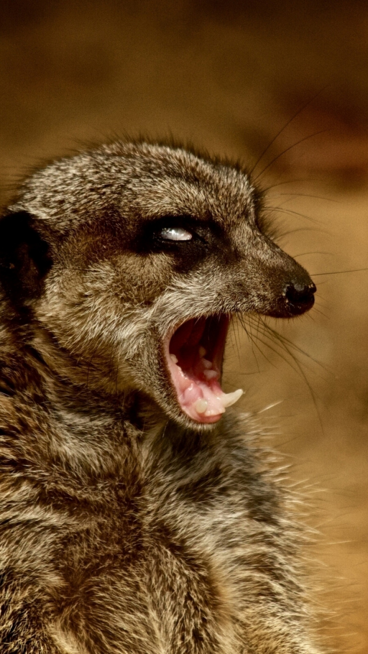 Animal Marrón y Blanco en Fotografía de Cerca. Wallpaper in 750x1334 Resolution