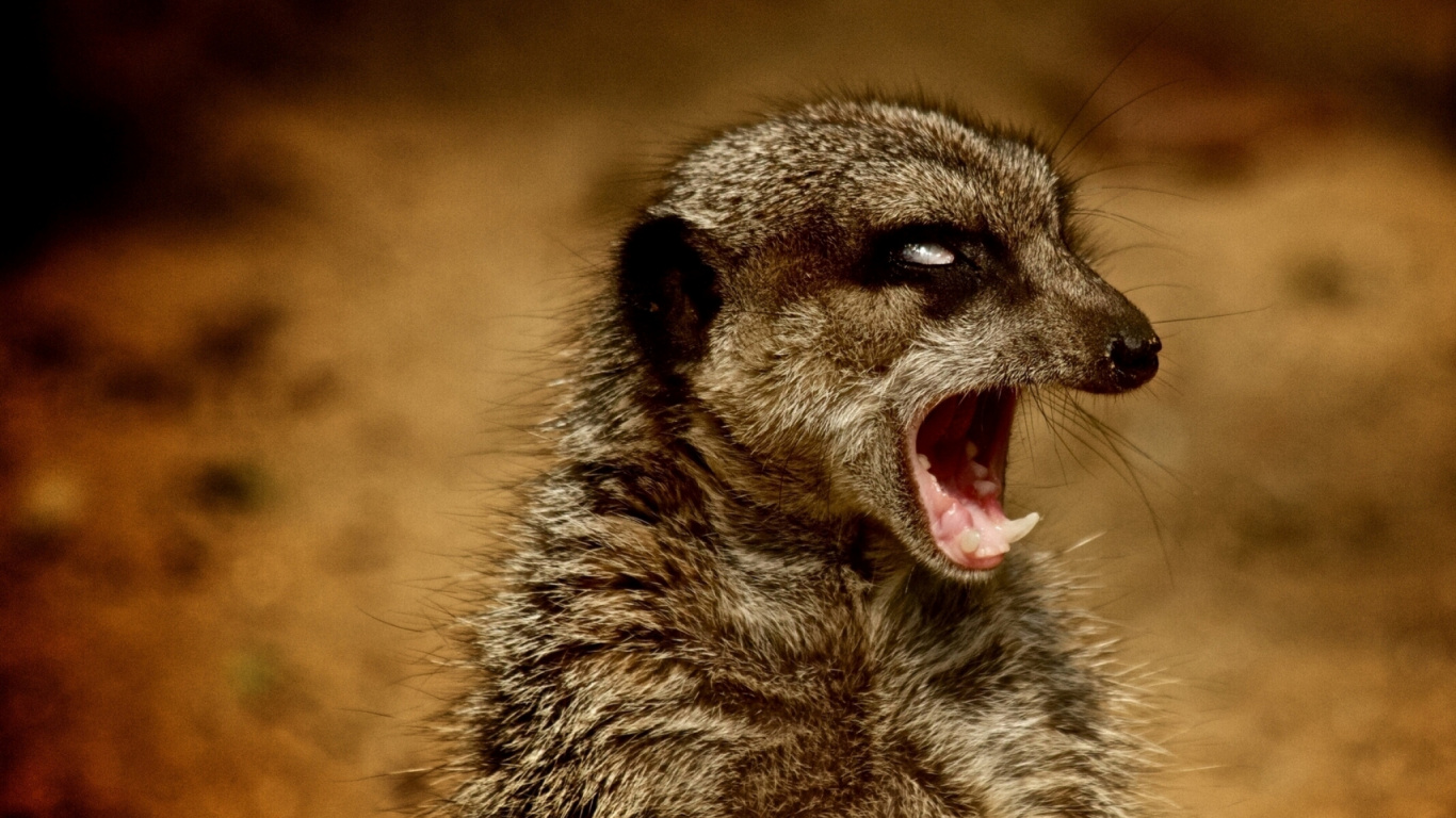 Animal Brun et Blanc en Photographie Rapprochée. Wallpaper in 1366x768 Resolution