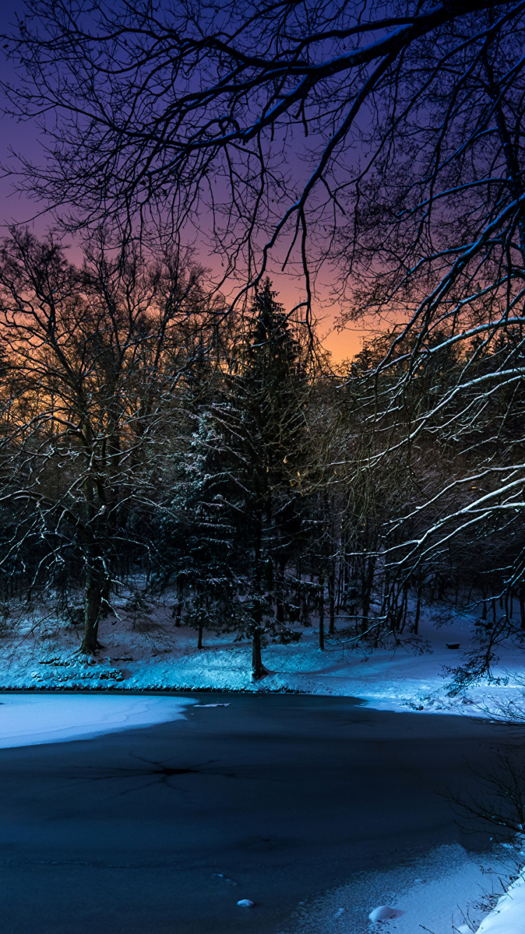 Braune Bäume Auf Schneebedecktem Boden Während Der Nacht. Wallpaper in 750x1334 Resolution