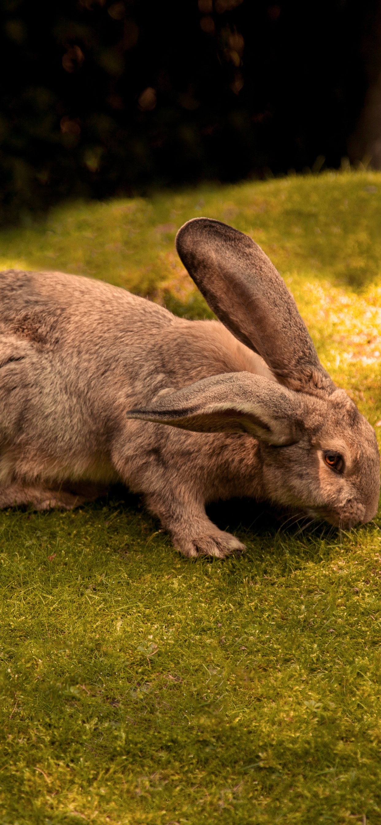 Brown Rabbit on Green Grass Field During Daytime. Wallpaper in 1242x2688 Resolution