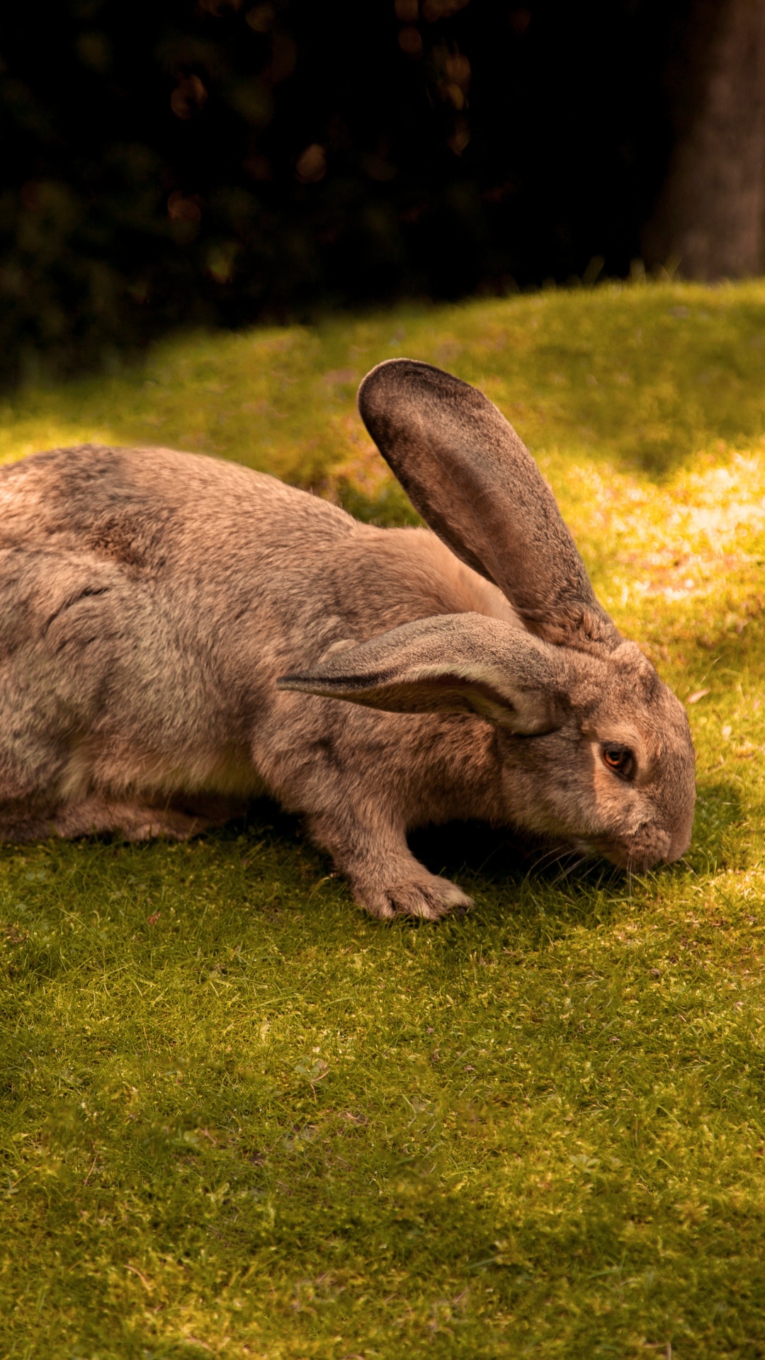 Lapin Brun Sur Terrain D'herbe Verte Pendant la Journée. Wallpaper in 1080x1920 Resolution