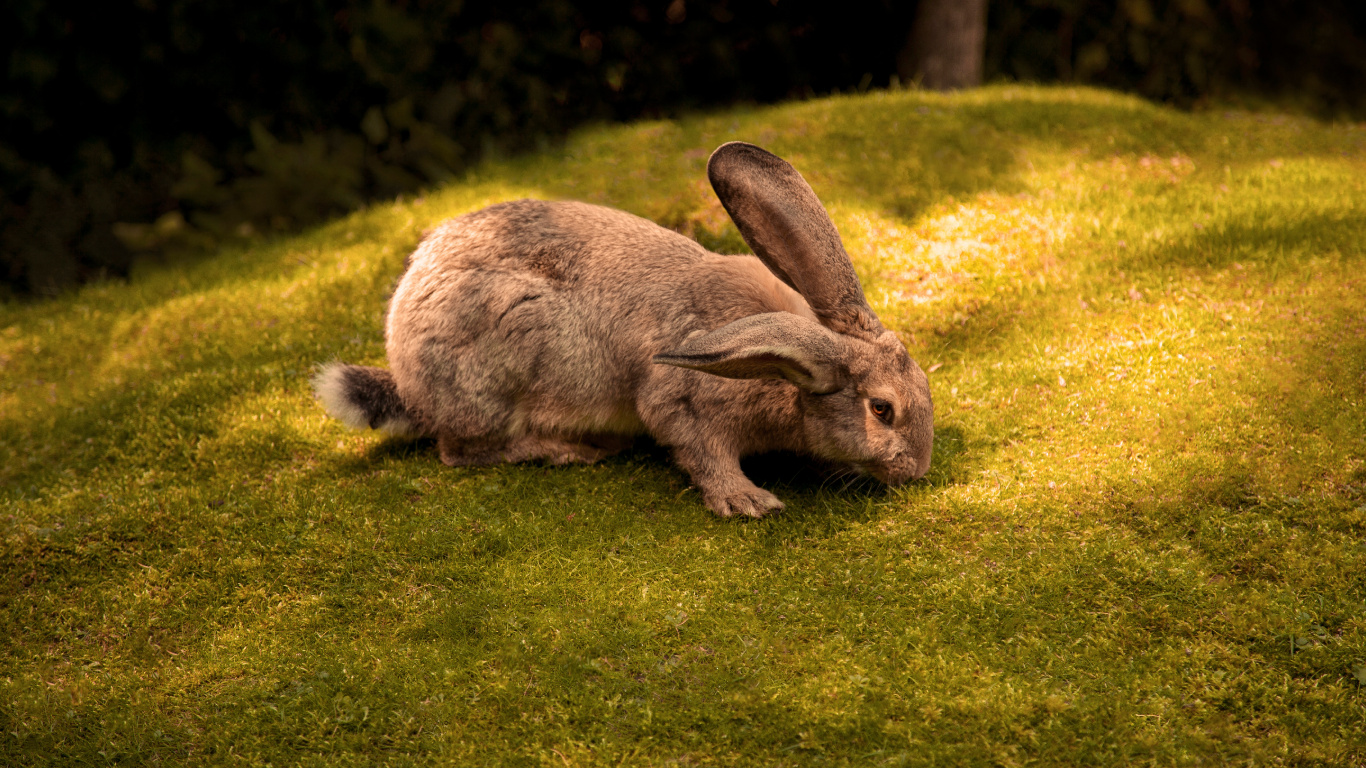 Lapin Brun Sur Terrain D'herbe Verte Pendant la Journée. Wallpaper in 1366x768 Resolution