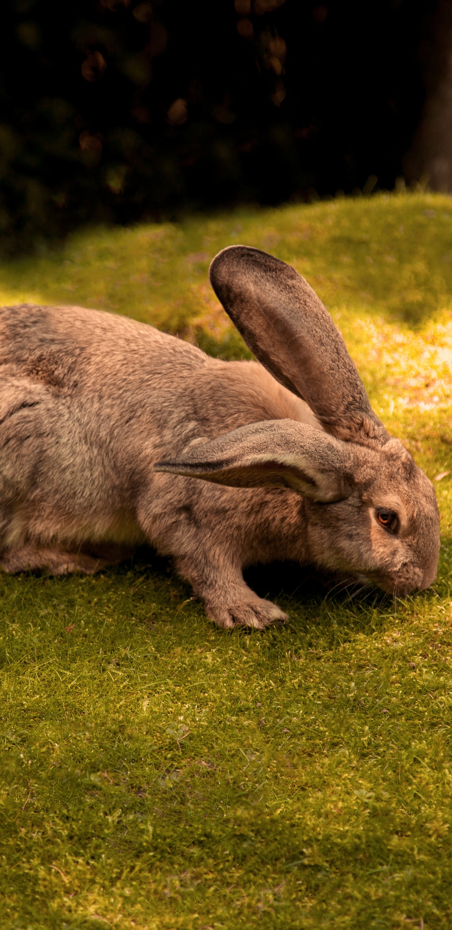 Lapin Brun Sur Terrain D'herbe Verte Pendant la Journée. Wallpaper in 1440x2960 Resolution