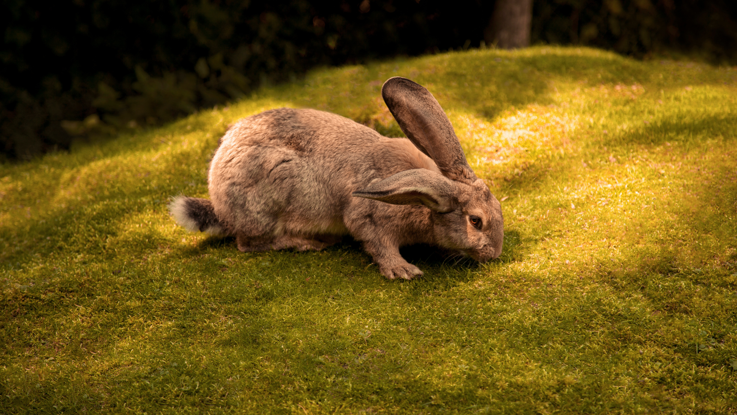 Lapin Brun Sur Terrain D'herbe Verte Pendant la Journée. Wallpaper in 2560x1440 Resolution