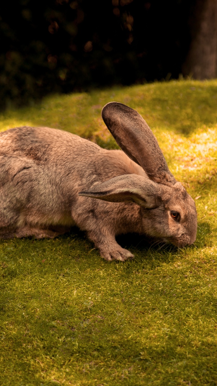 Lapin Brun Sur Terrain D'herbe Verte Pendant la Journée. Wallpaper in 720x1280 Resolution