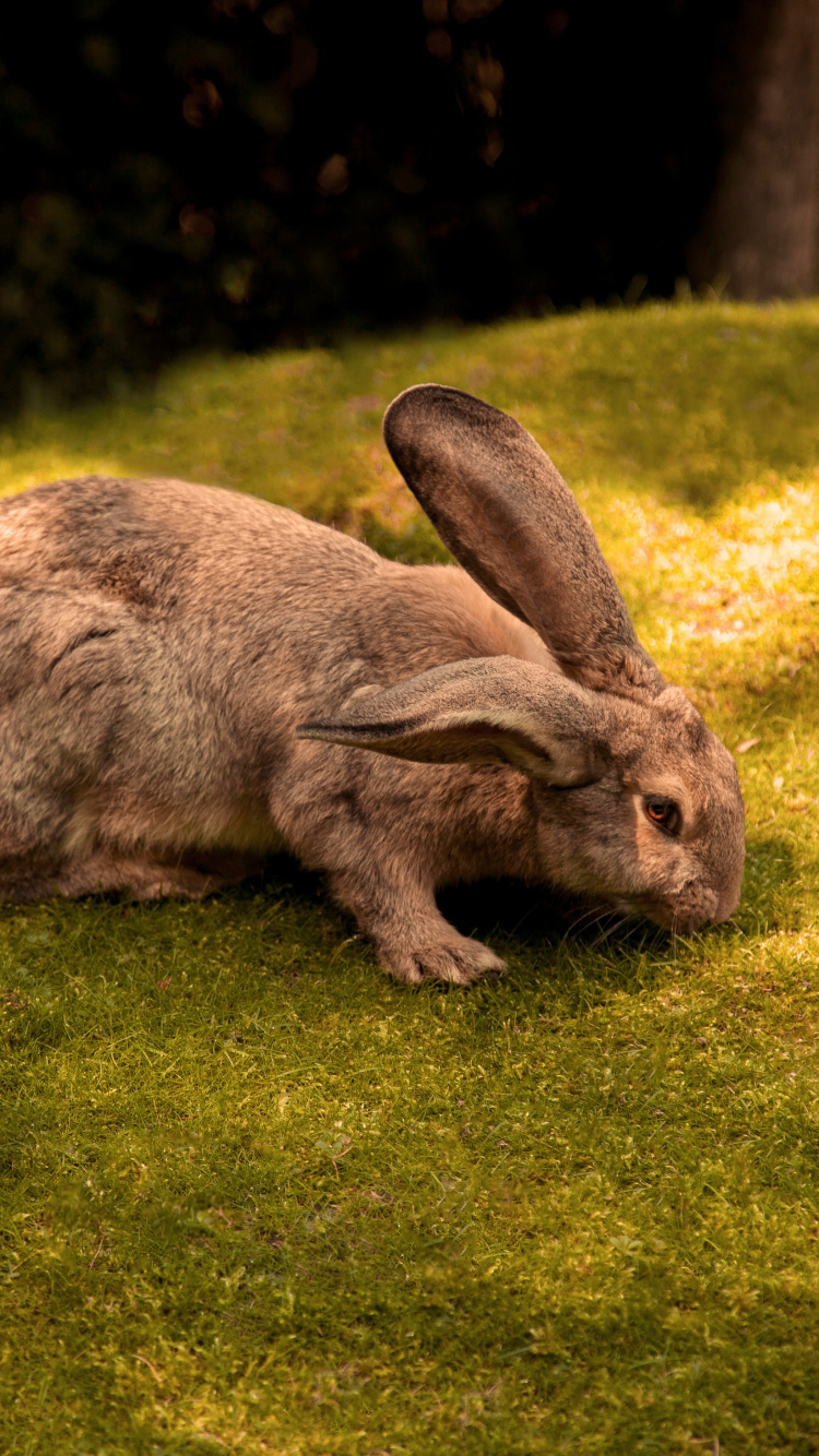 Lapin Brun Sur Terrain D'herbe Verte Pendant la Journée. Wallpaper in 750x1334 Resolution
