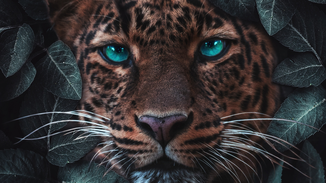 Tiger, Leopard, Jaguar, Lion, Wildtier. Wallpaper in 1280x720 Resolution