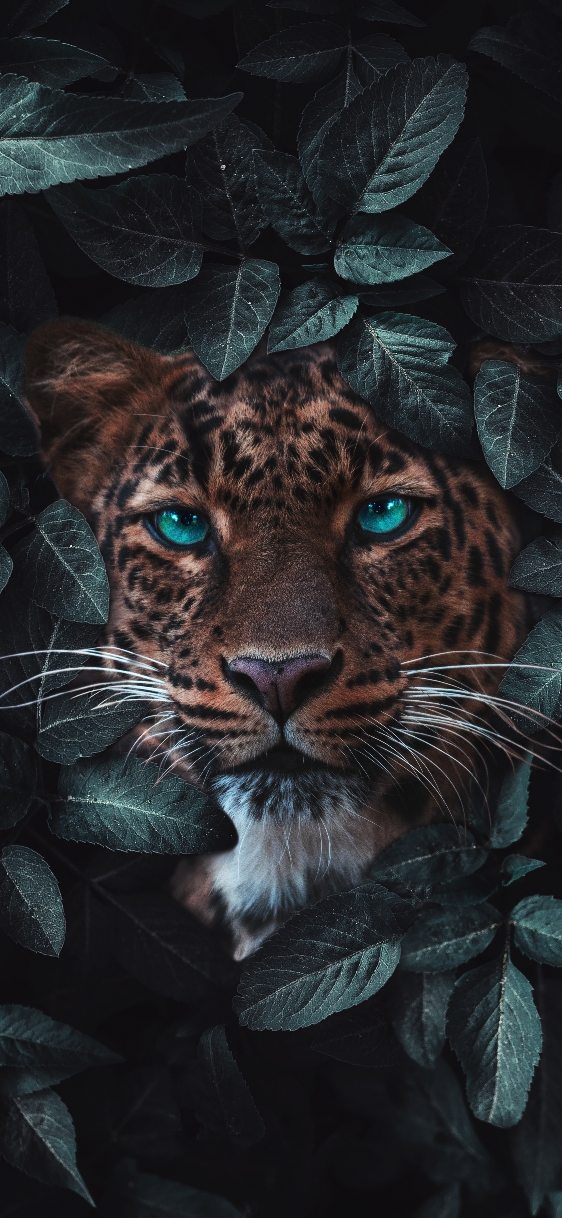 Tigre, Leopard, Jaguar, Leones, Animal Salvaje. Wallpaper in 1125x2436 Resolution
