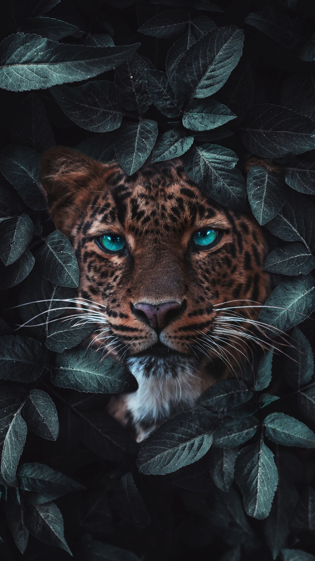 Tigre, Leopard, Jaguar, Lion, Animal Sauvage. Wallpaper in 1080x1920 Resolution