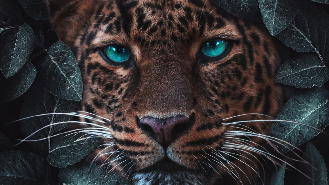 Tigre, Leopard, Jaguar, Lion, Animal Sauvage. Wallpaper in 1366x768 Resolution