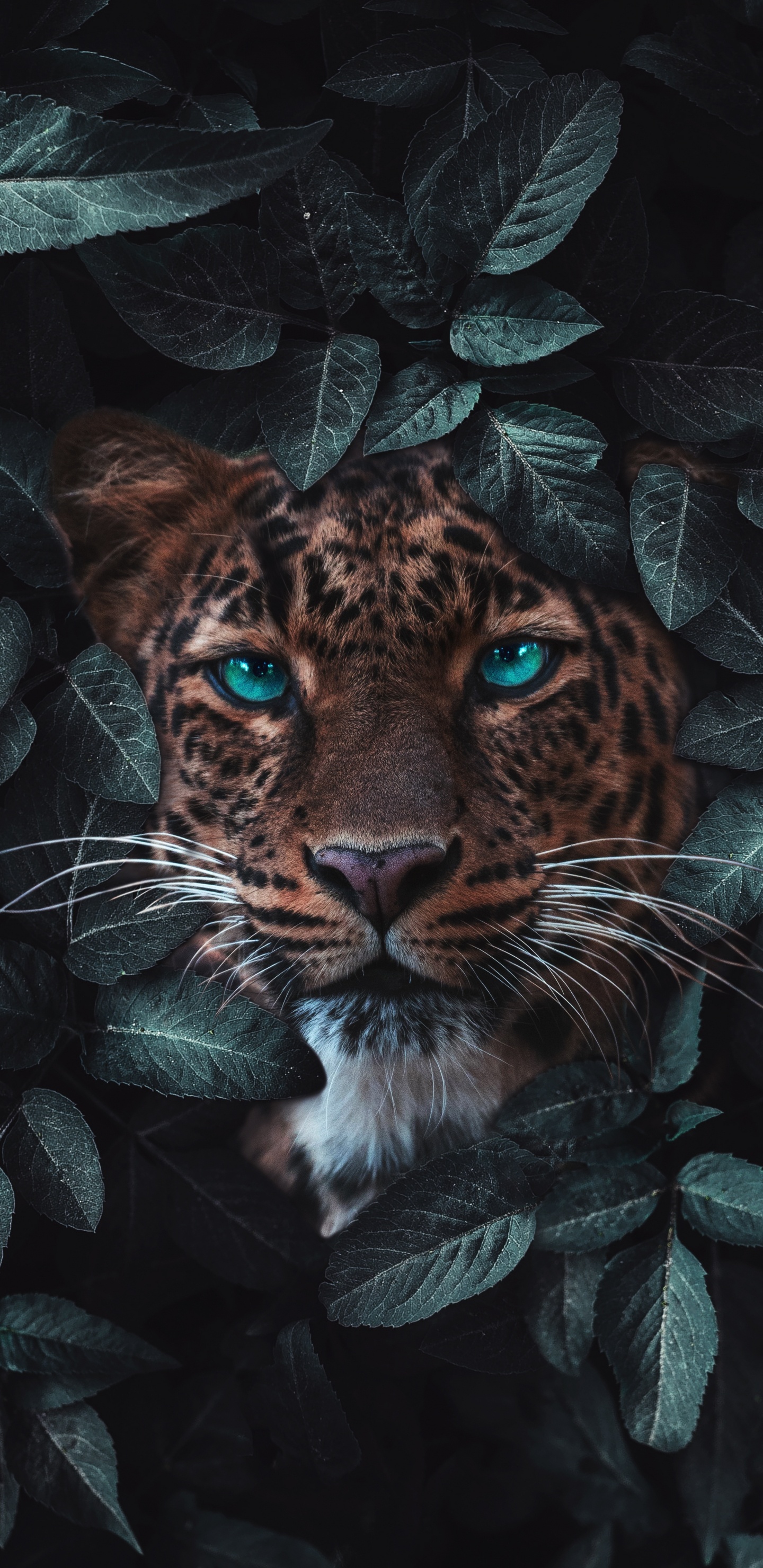 Tigre, Leopard, Jaguar, Lion, Animal Sauvage. Wallpaper in 1440x2960 Resolution