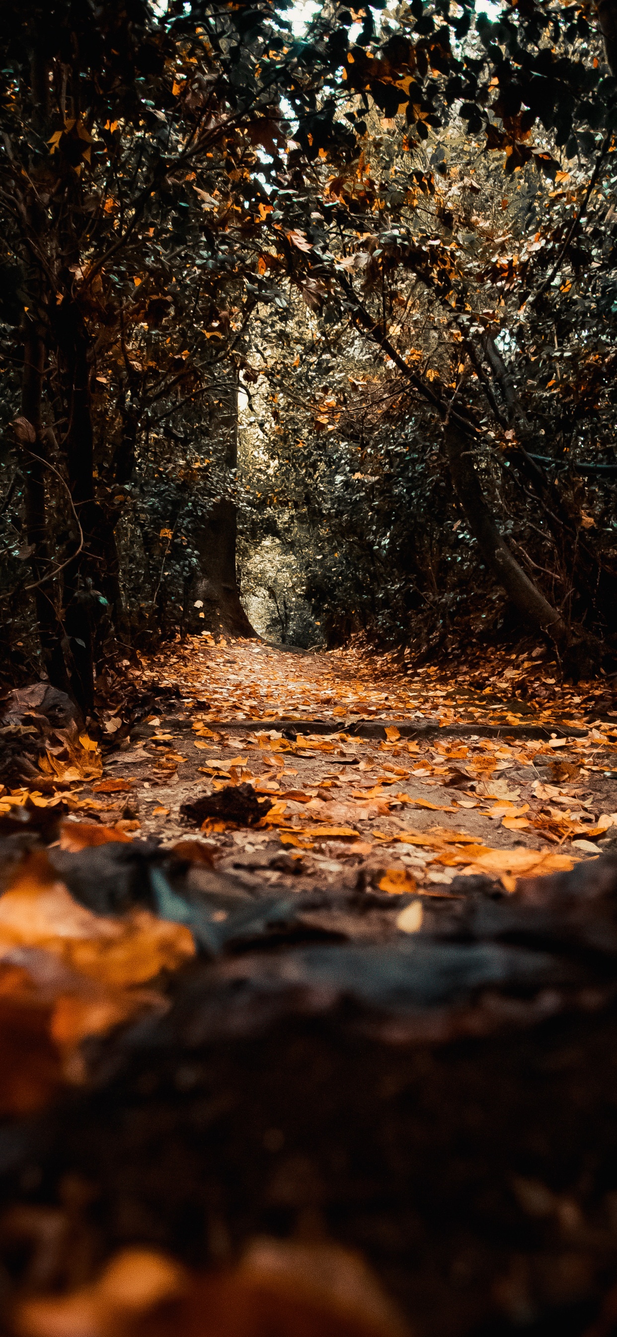 Nature, Leaf, Tree, Natural Environment, Natural Landscape. Wallpaper in 1242x2688 Resolution