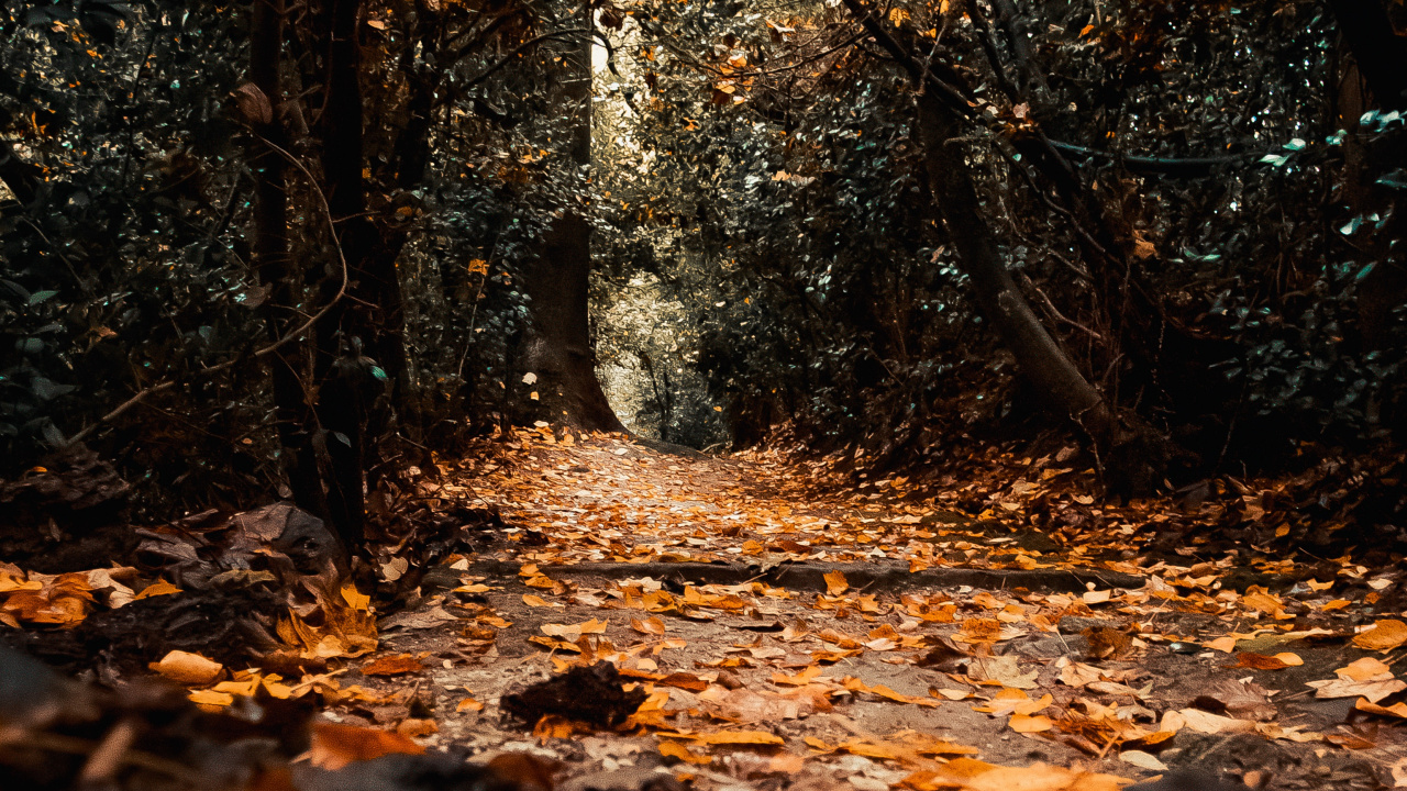 Nature, Leaf, Tree, Natural Environment, Natural Landscape. Wallpaper in 1280x720 Resolution