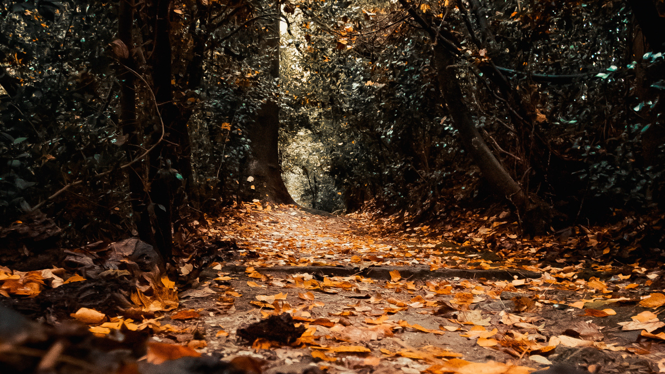 Nature, Leaf, Tree, Natural Environment, Natural Landscape. Wallpaper in 1366x768 Resolution