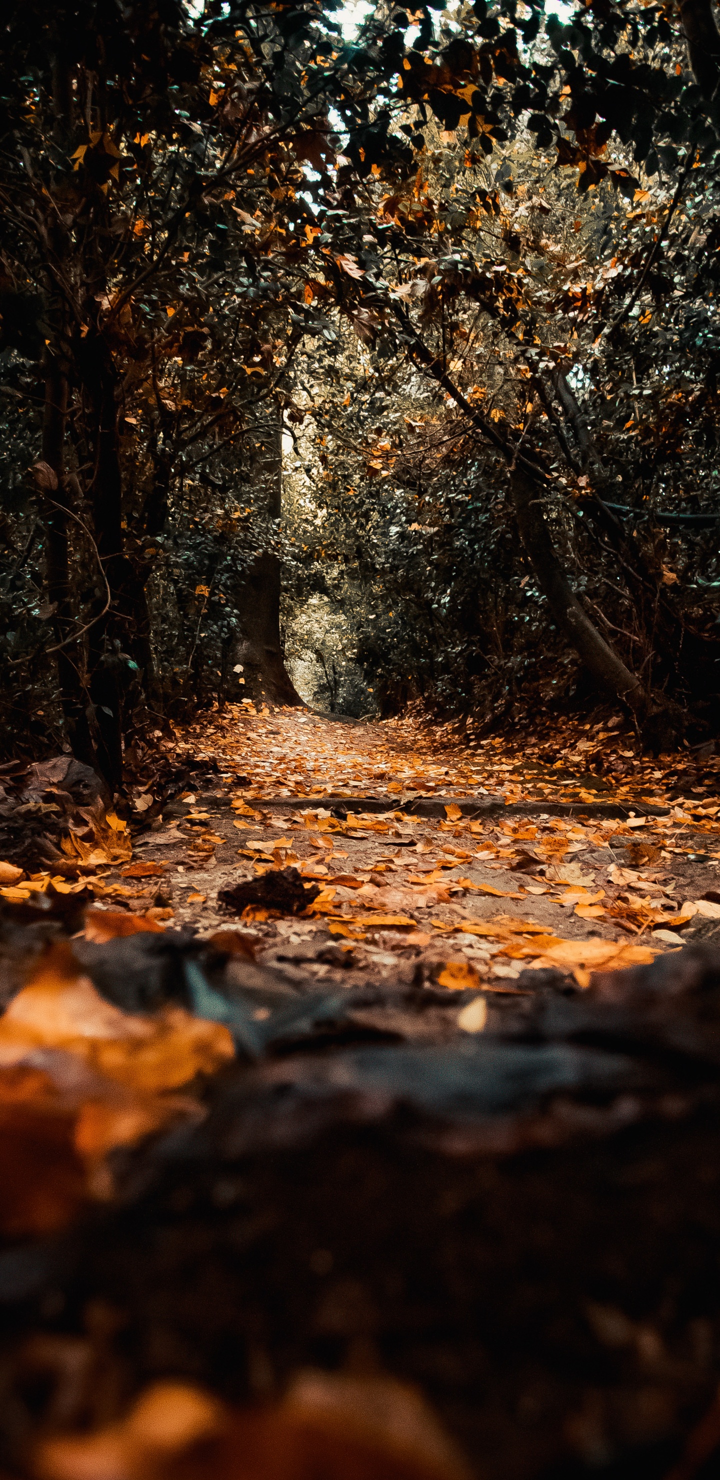 Nature, Leaf, Tree, Natural Environment, Natural Landscape. Wallpaper in 1440x2960 Resolution