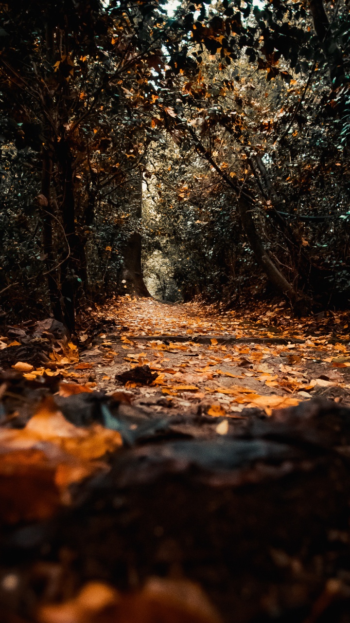 Nature, Leaf, Tree, Natural Environment, Natural Landscape. Wallpaper in 720x1280 Resolution