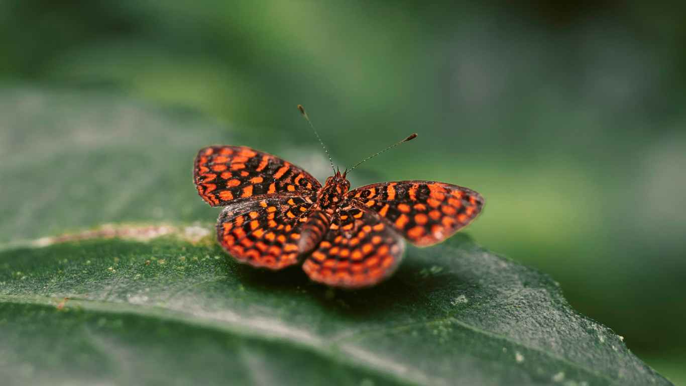 Brauner Und Schwarzer Schmetterling Auf Grünem Blatt. Wallpaper in 1366x768 Resolution
