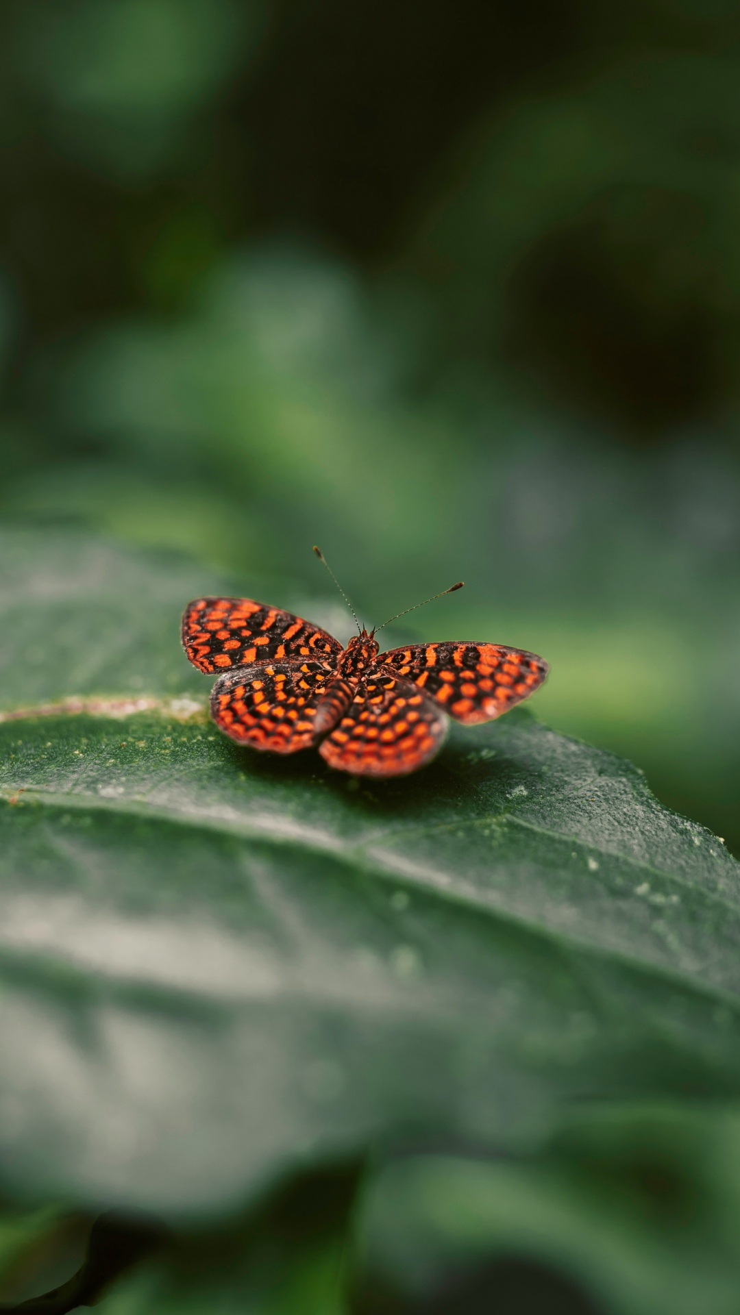 Brown and Black Butterfly on Green Leaf. Wallpaper in 1080x1920 Resolution