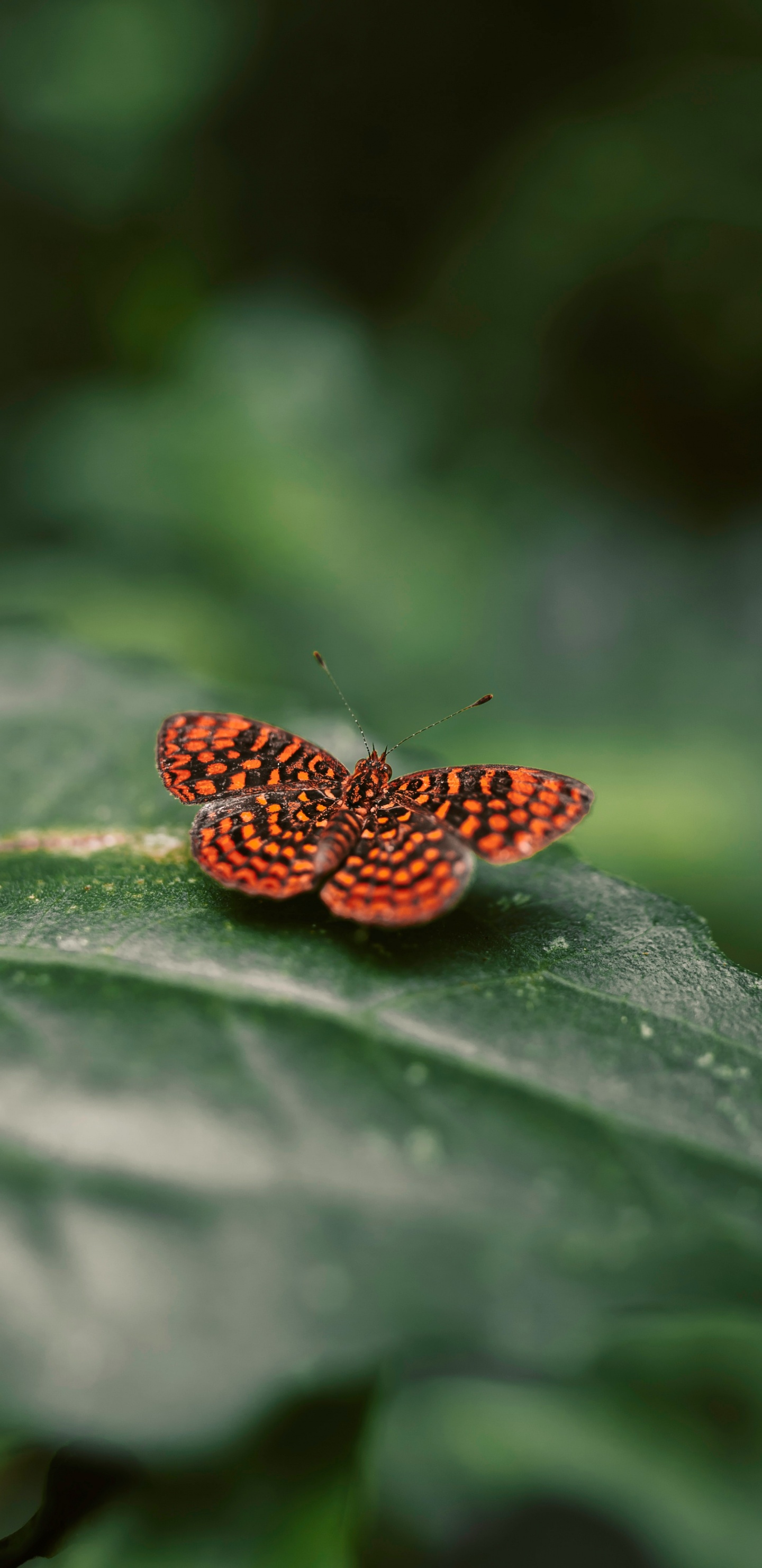 Papillon Brun et Noir Sur Feuille Verte. Wallpaper in 1440x2960 Resolution