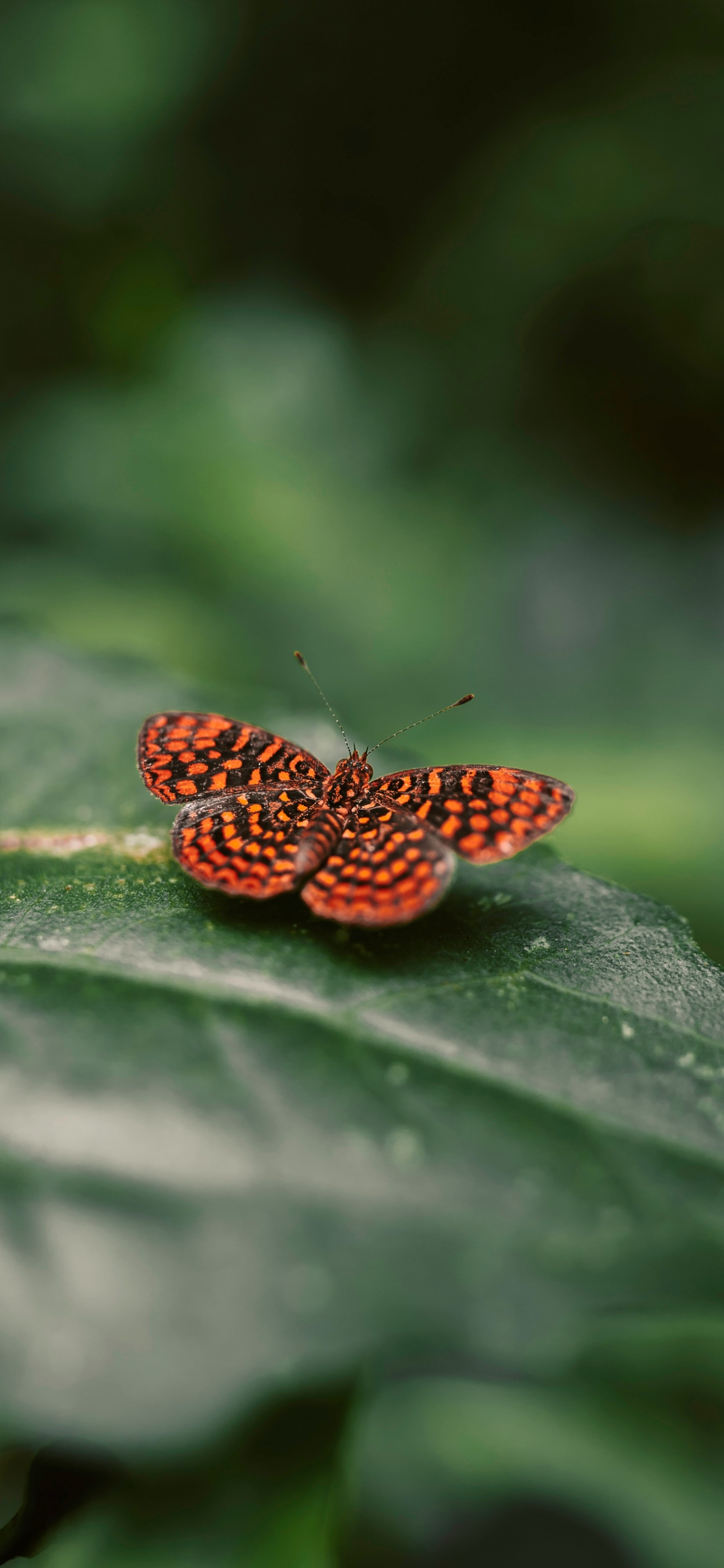 Mariposa Marrón y Negra Sobre Hoja Verde. Wallpaper in 1242x2688 Resolution