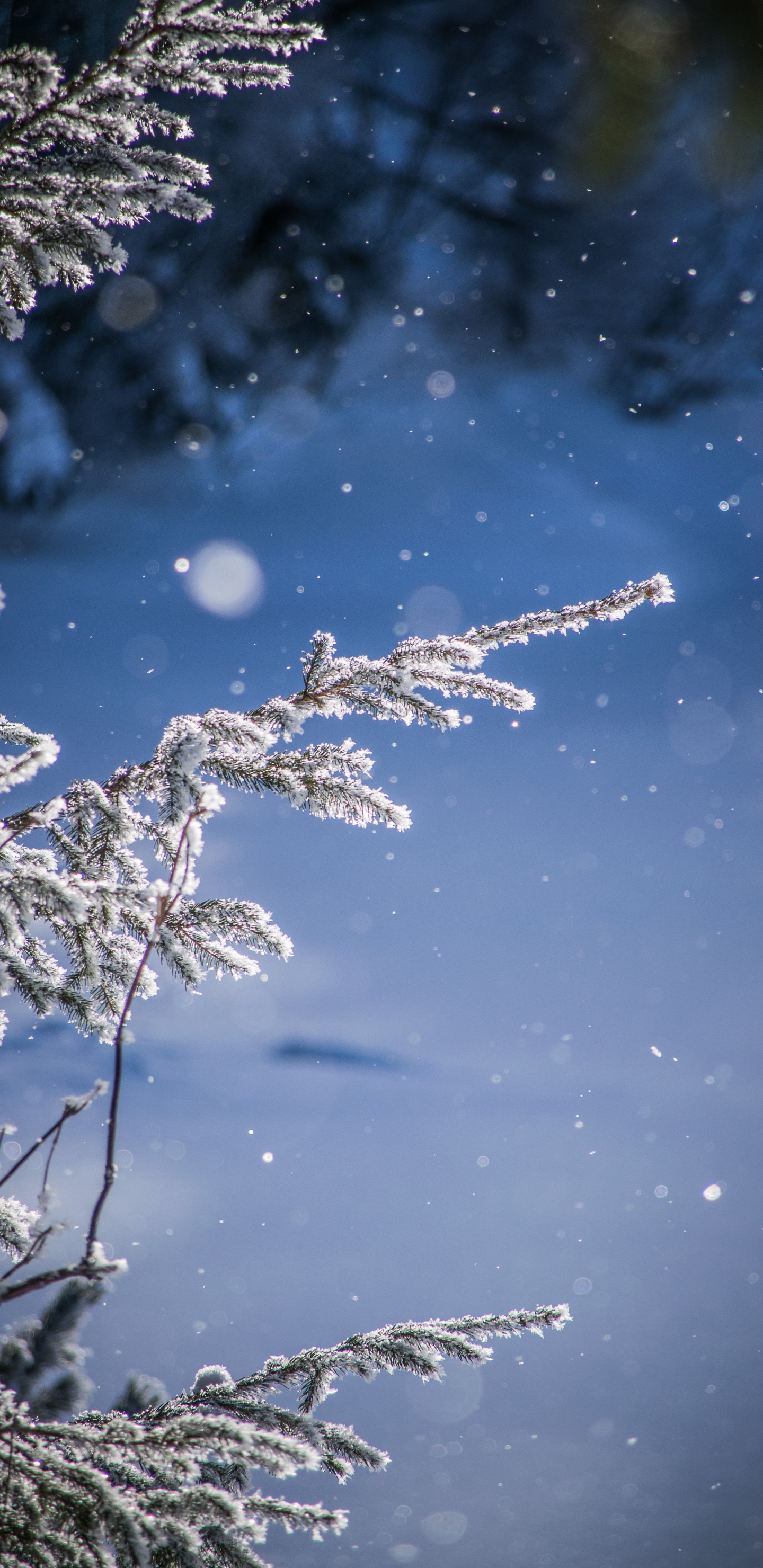 Nieve, Invierno, Agua, Helada, Congelación. Wallpaper in 1440x2960 Resolution