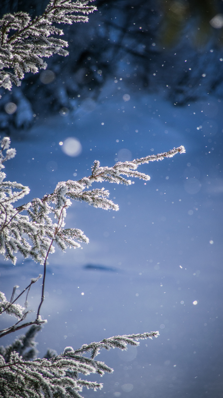 Nieve, Invierno, Agua, Helada, Congelación. Wallpaper in 750x1334 Resolution