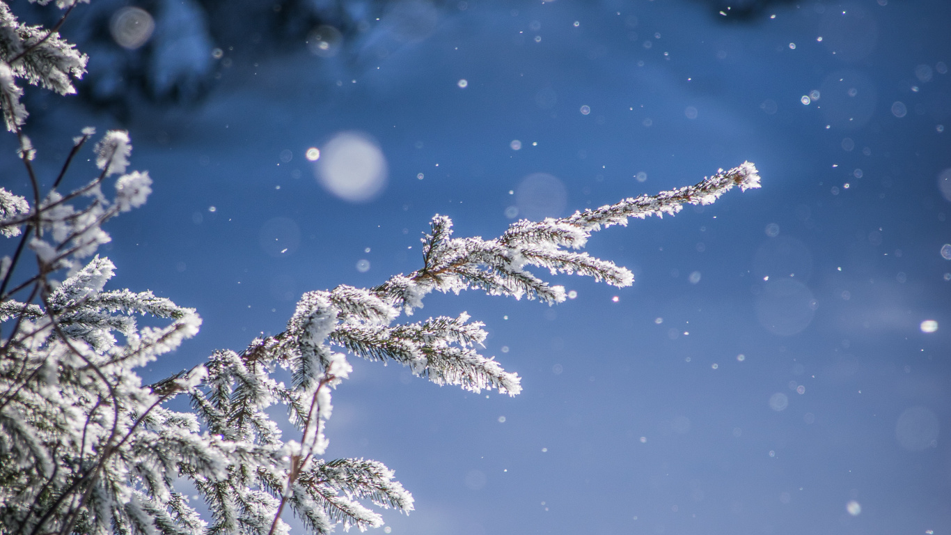 Schnee, Winter, Wasser, Frost, Einfrieren. Wallpaper in 1366x768 Resolution