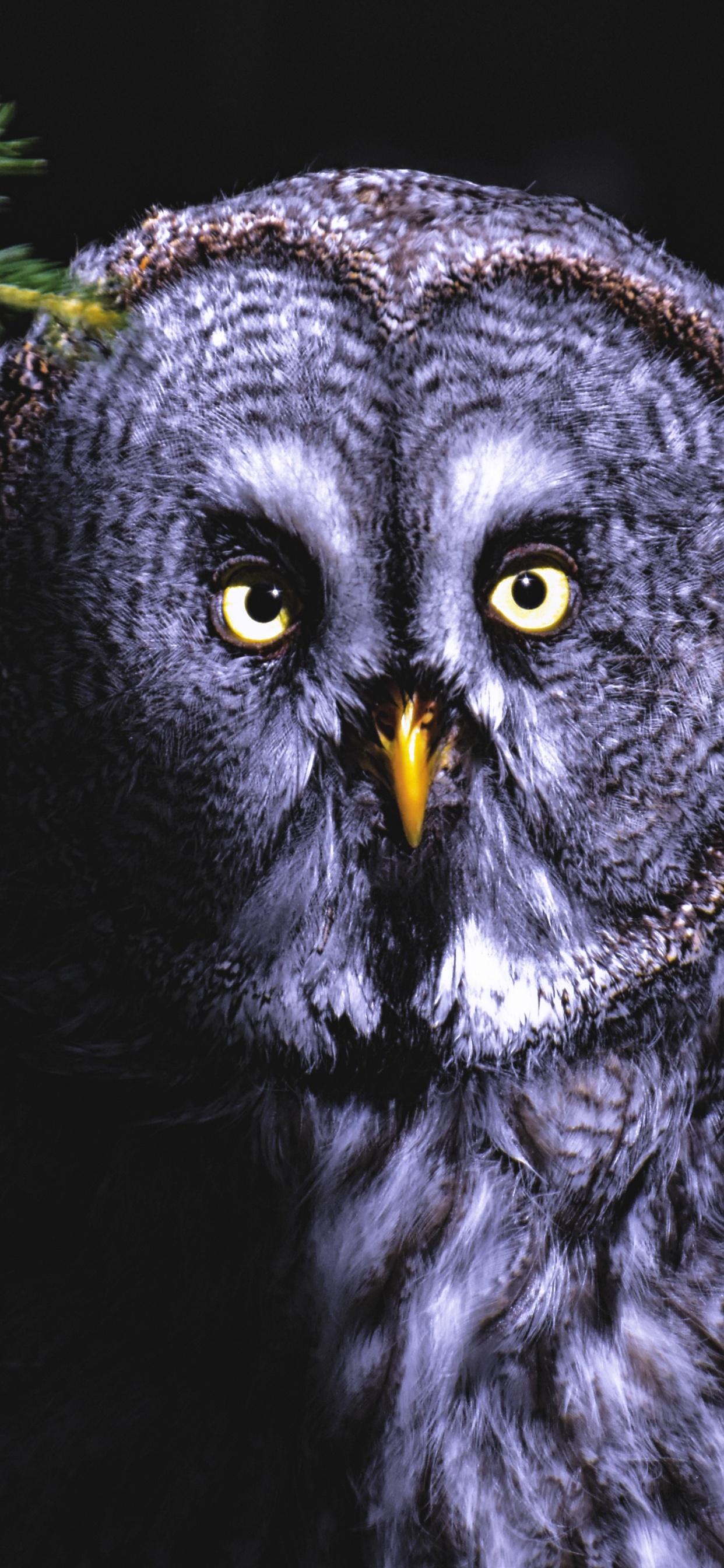 Hibou Noir et Blanc Sur Fond Noir. Wallpaper in 1242x2688 Resolution