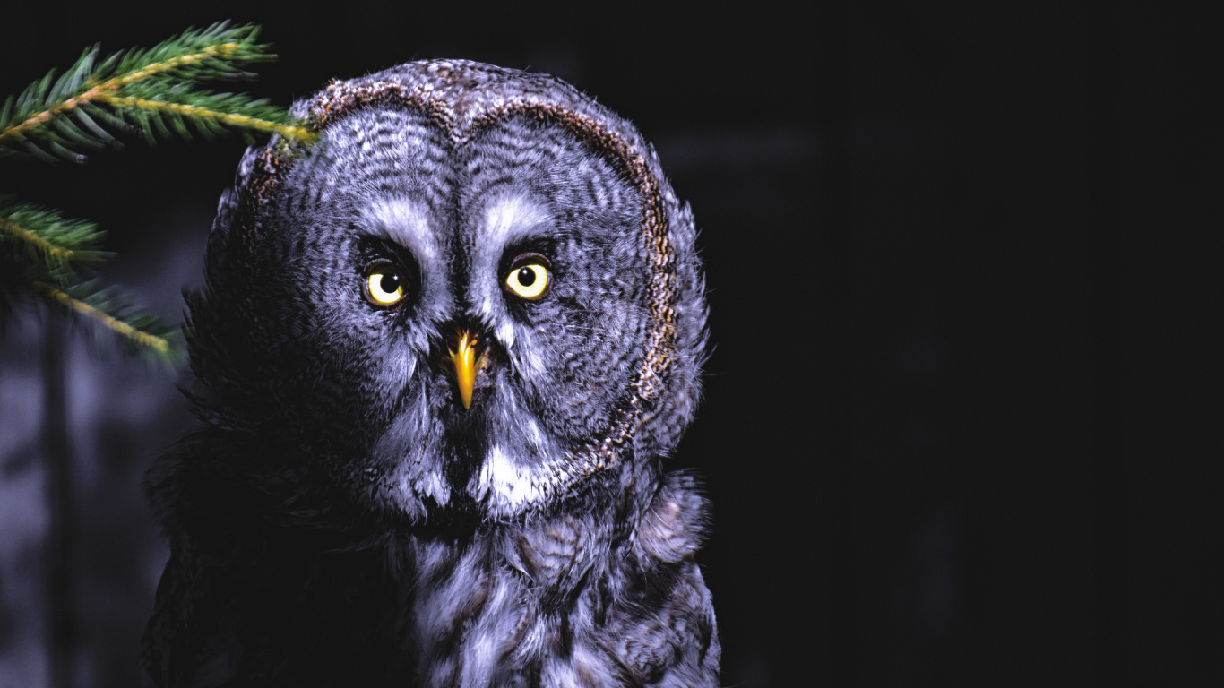 Hibou Noir et Blanc Sur Fond Noir. Wallpaper in 1366x768 Resolution