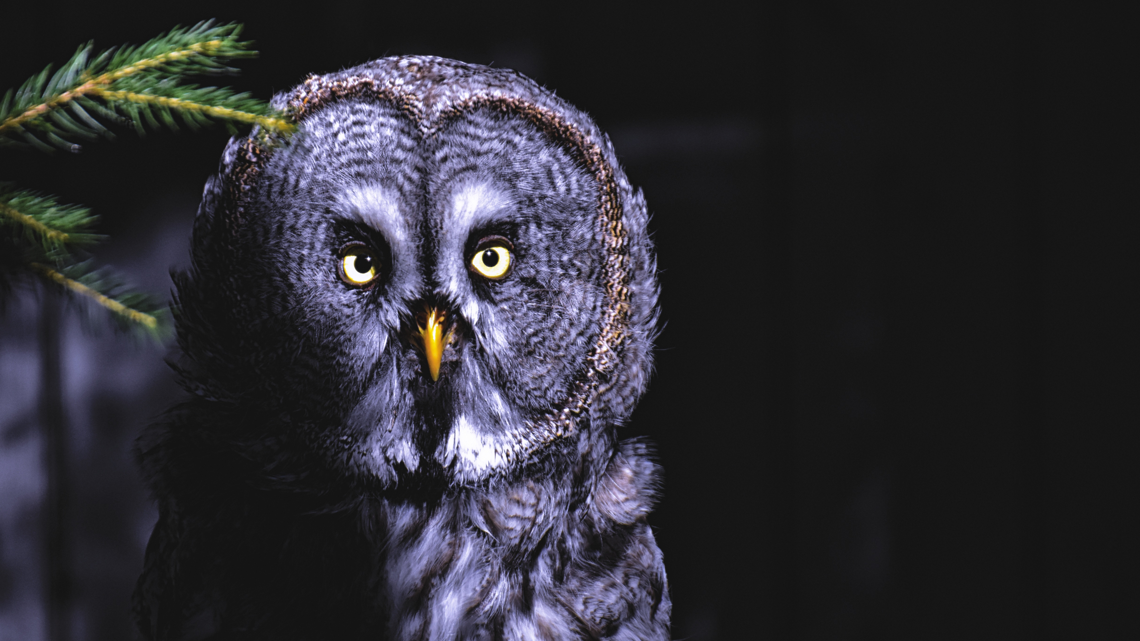 Hibou Noir et Blanc Sur Fond Noir. Wallpaper in 3840x2160 Resolution