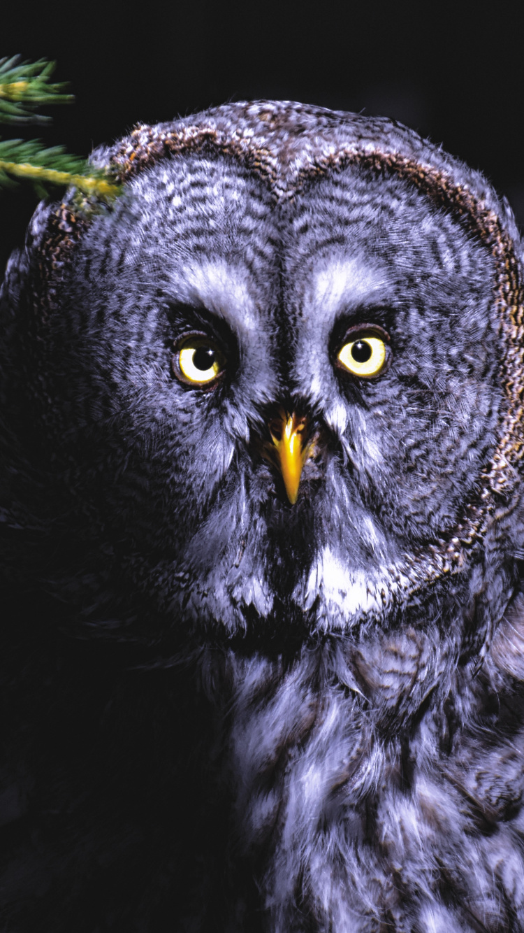 Hibou Noir et Blanc Sur Fond Noir. Wallpaper in 750x1334 Resolution