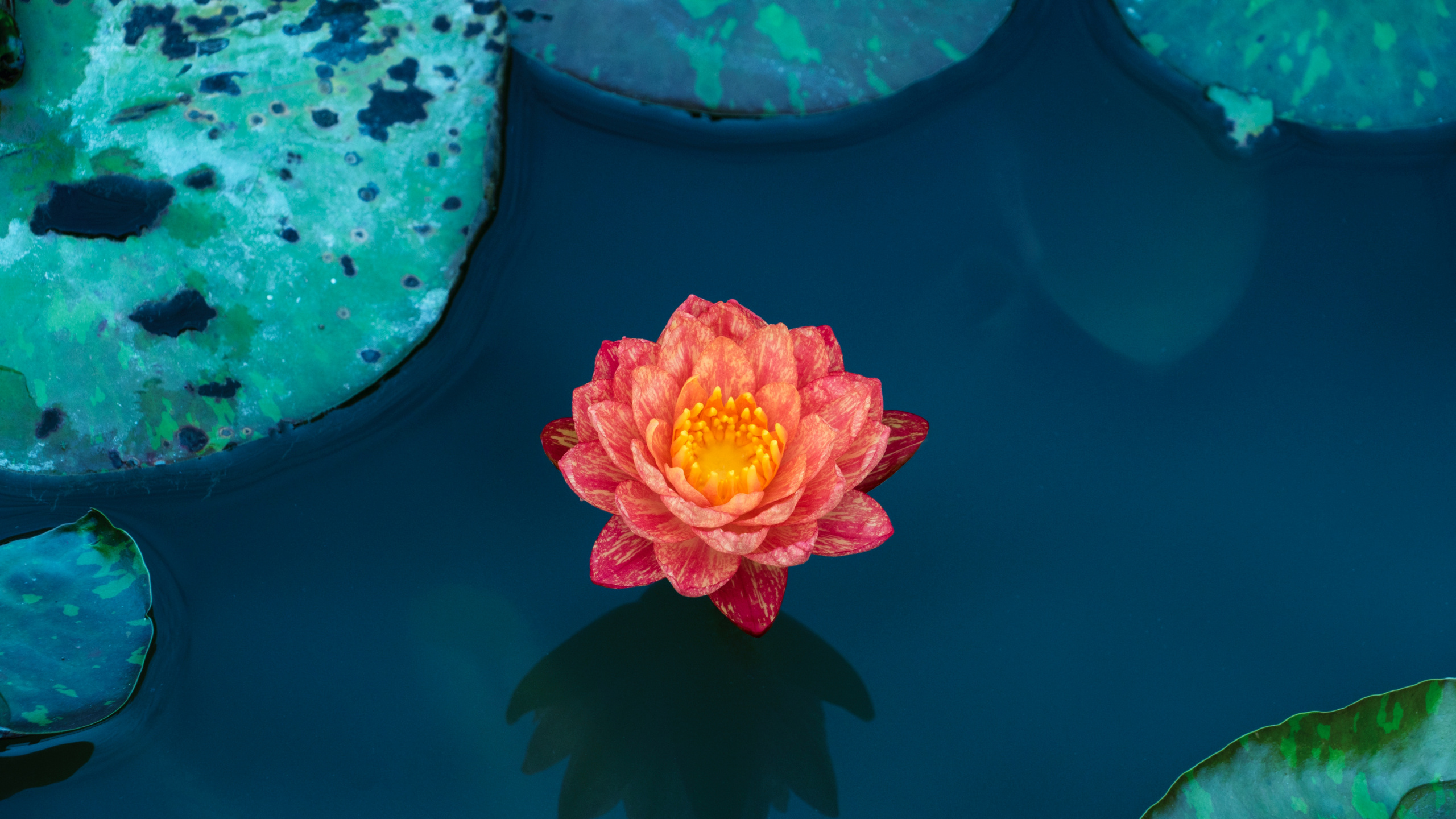 Rosa Und Gelbe Blume Auf Roter Oberfläche. Wallpaper in 2560x1440 Resolution