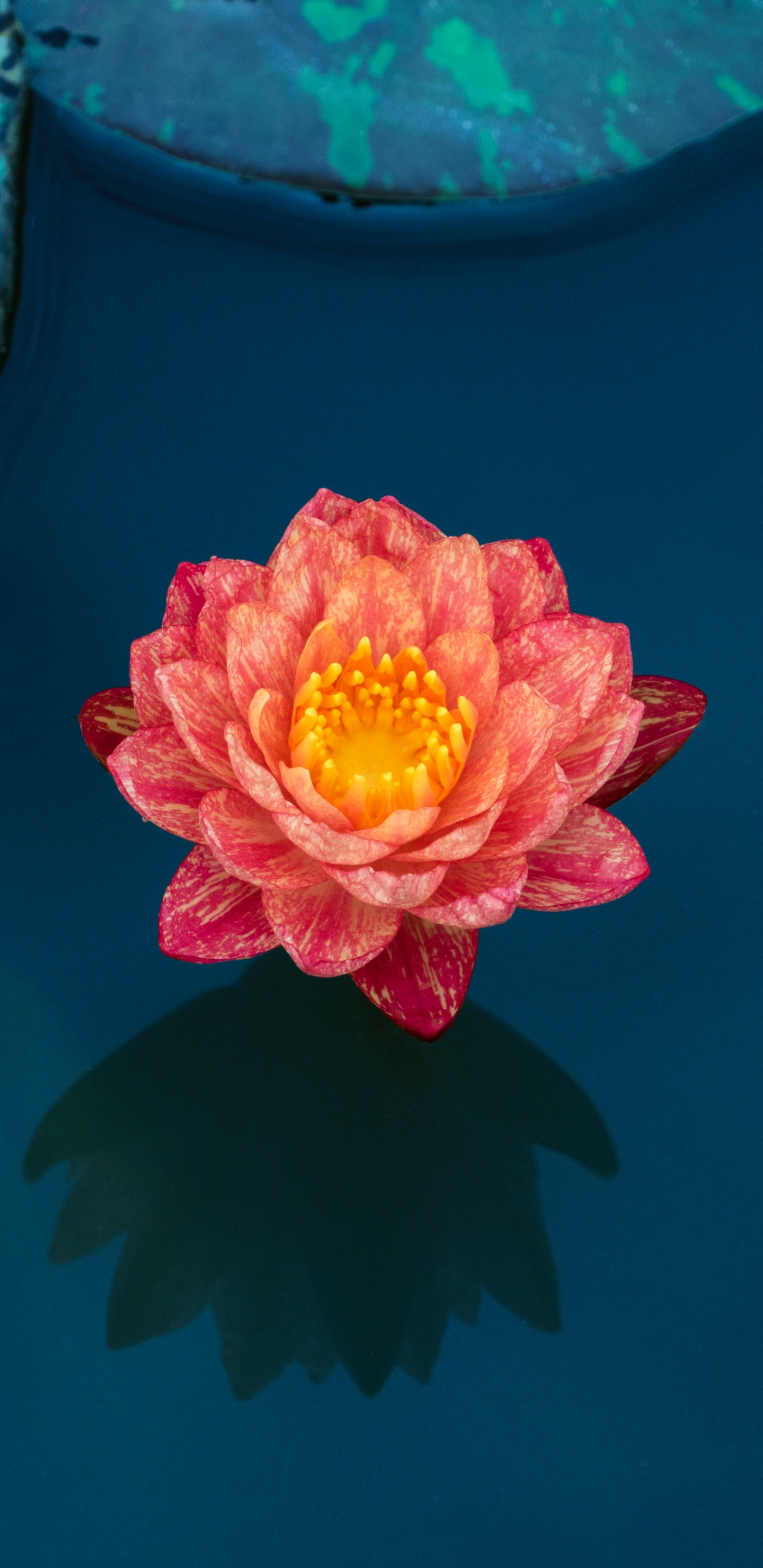 显花植物, 绿色的, 粉红色, 水百合, 莲家庭 壁纸 1440x2960 允许