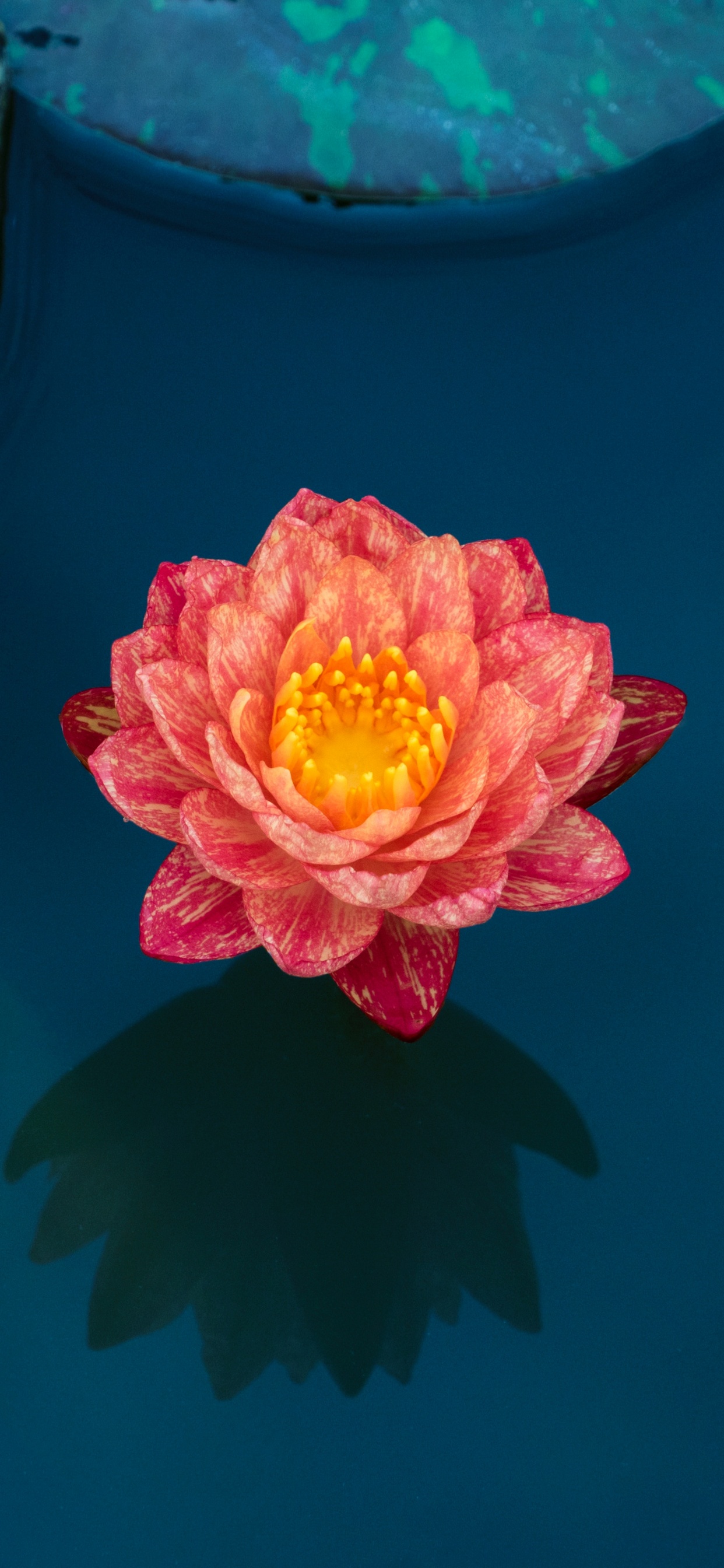 Pink and Yellow Flower on Red Surface. Wallpaper in 1242x2688 Resolution