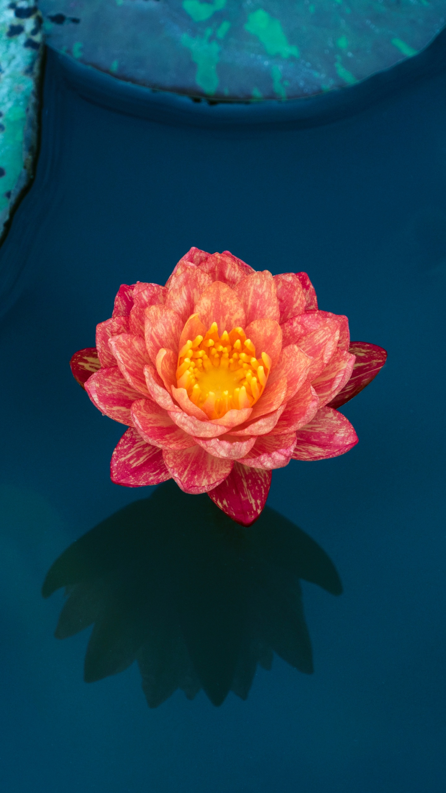 Pink and Yellow Flower on Red Surface. Wallpaper in 1440x2560 Resolution