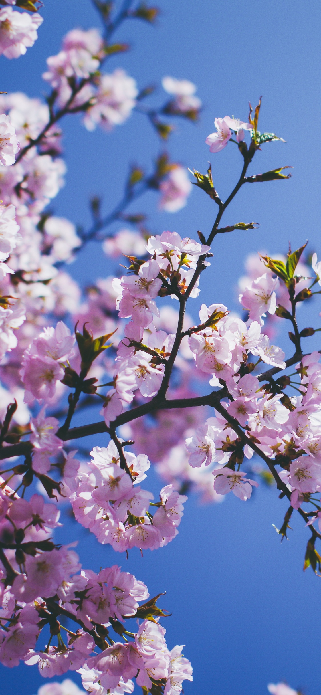 Pink and White Cherry Blossom Under Blue Sky During Daytime. Wallpaper in 1125x2436 Resolution