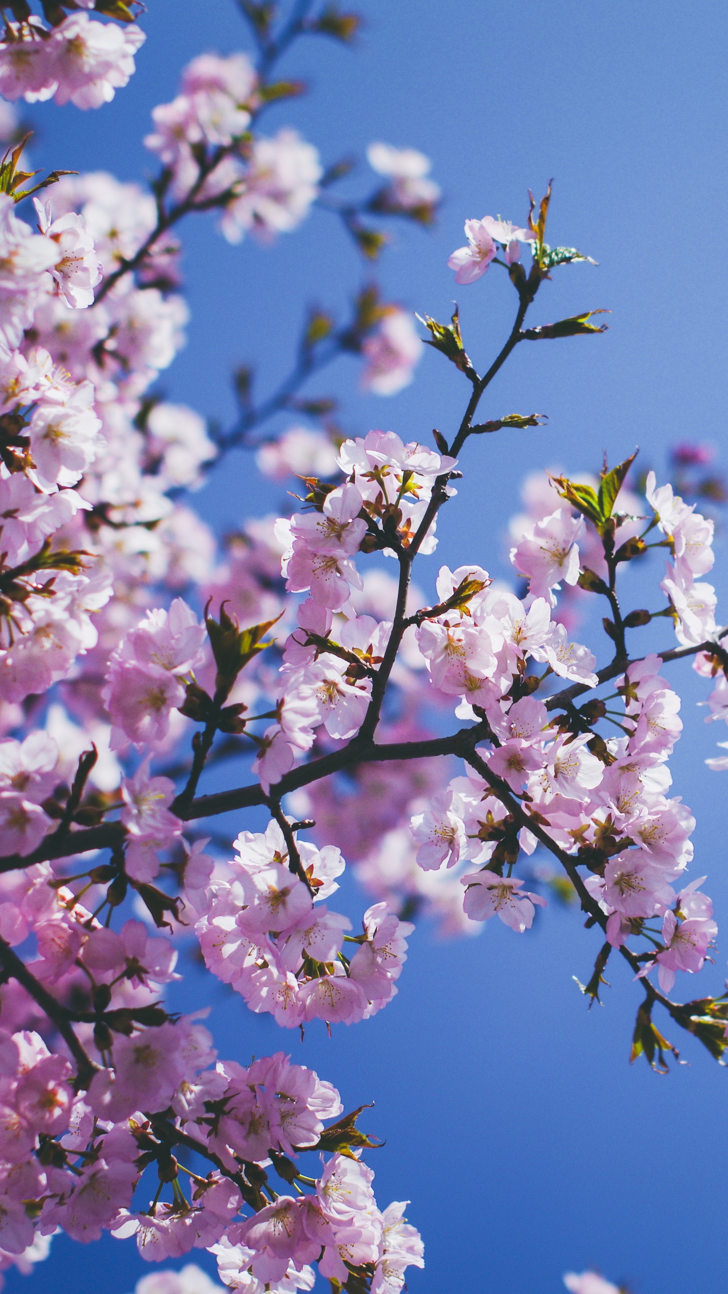 Pink and White Cherry Blossom Under Blue Sky During Daytime. Wallpaper in 1440x2560 Resolution